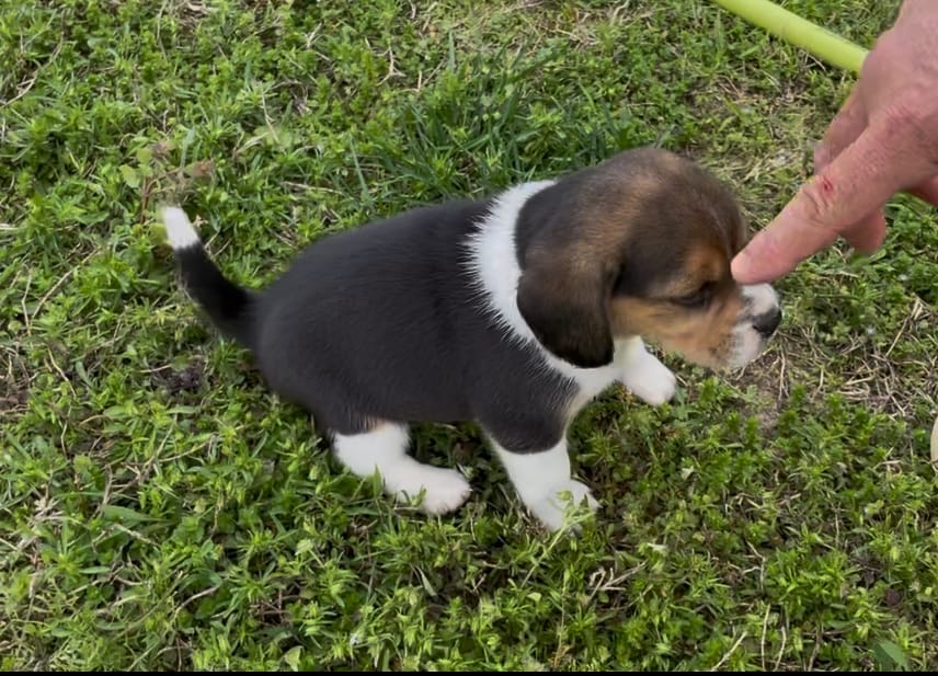 Sunshine  – Beagle puppy for sale in Belle, MO