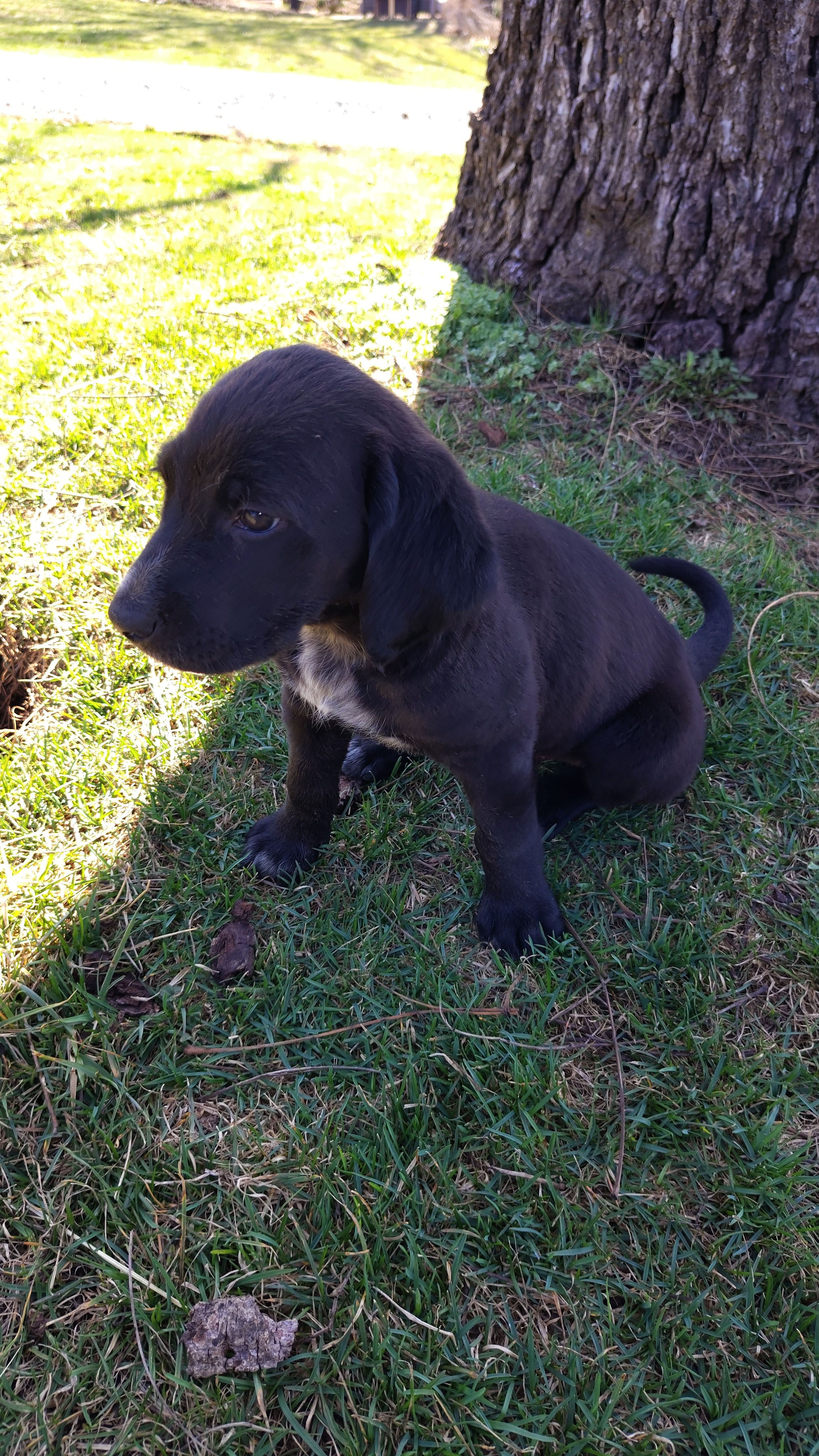 Polly, a male English Coonhound and Labrador Retriever for sale in Mount Crawford, VA – Photo 3 of 3