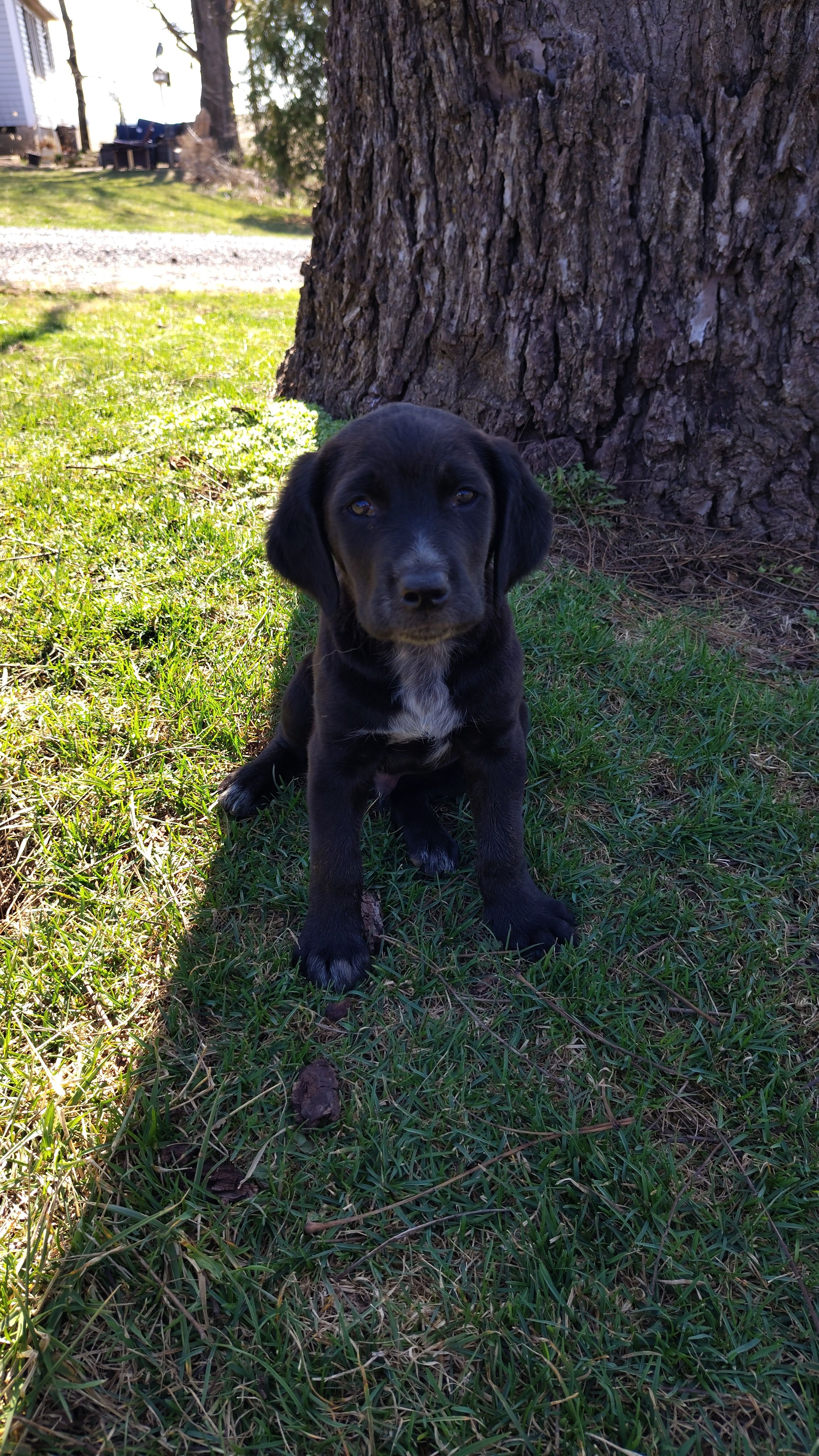 Polly, a male English Coonhound and Labrador Retriever for sale in Mount Crawford, VA – Photo 2 of 3