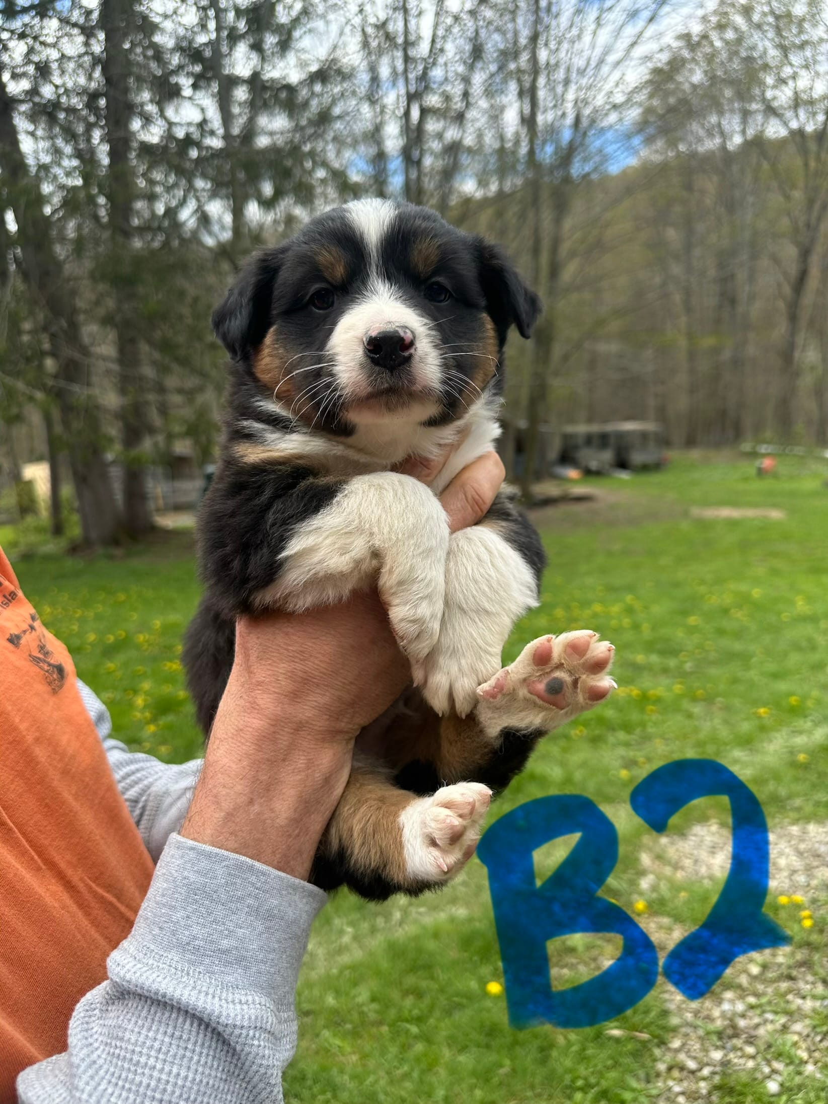 B2 – Australian Shepherd, Miniature Australian Shepherd puppy for sale in Cattaraugus, NY