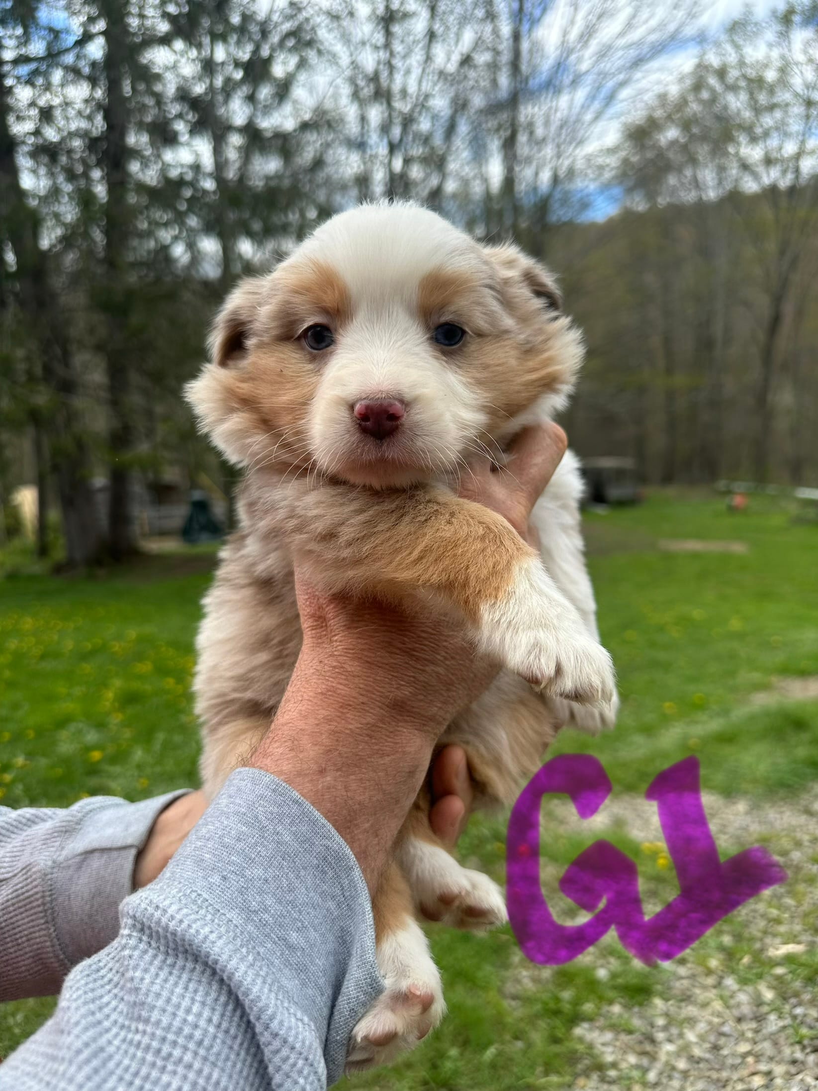 G1 – Australian Shepherd, Miniature Australian Shepherd puppy for sale in Cattaraugus, NY