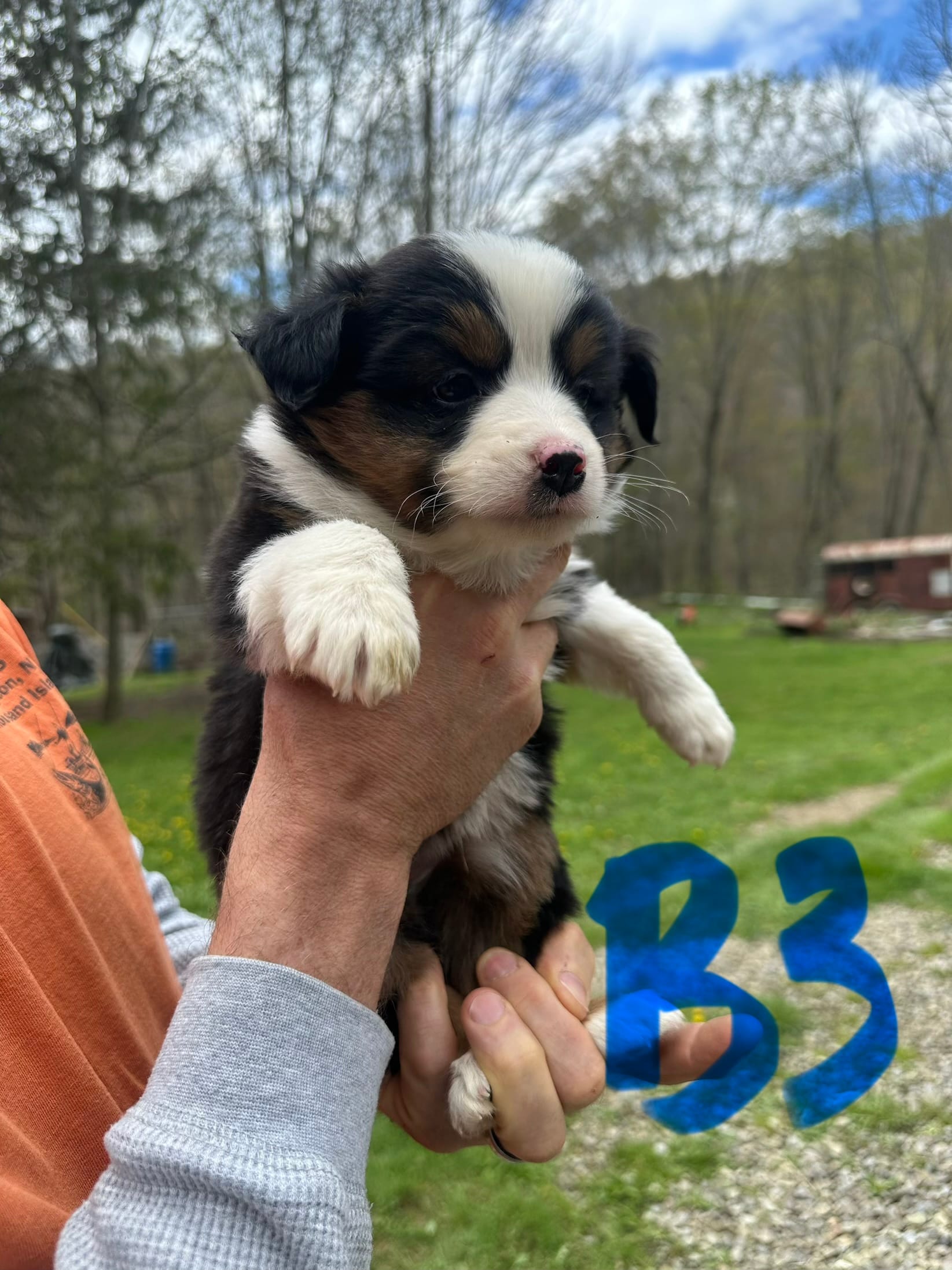 B3 – Border Collie, Miniature Australian Shepherd puppy for sale in Cattaraugus, NY