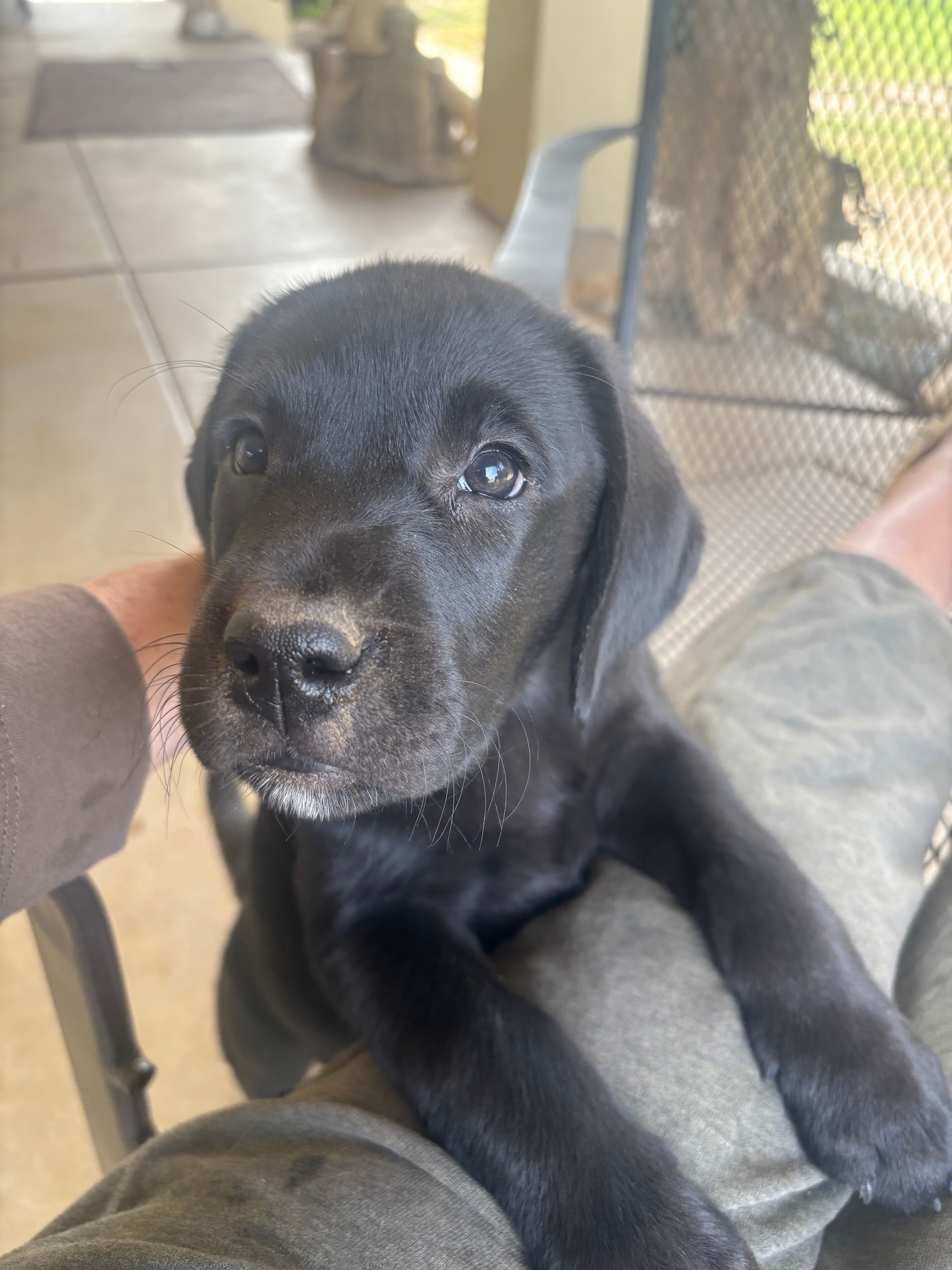 Bella – Labrador Retriever puppy for sale in Loma Linda, CA