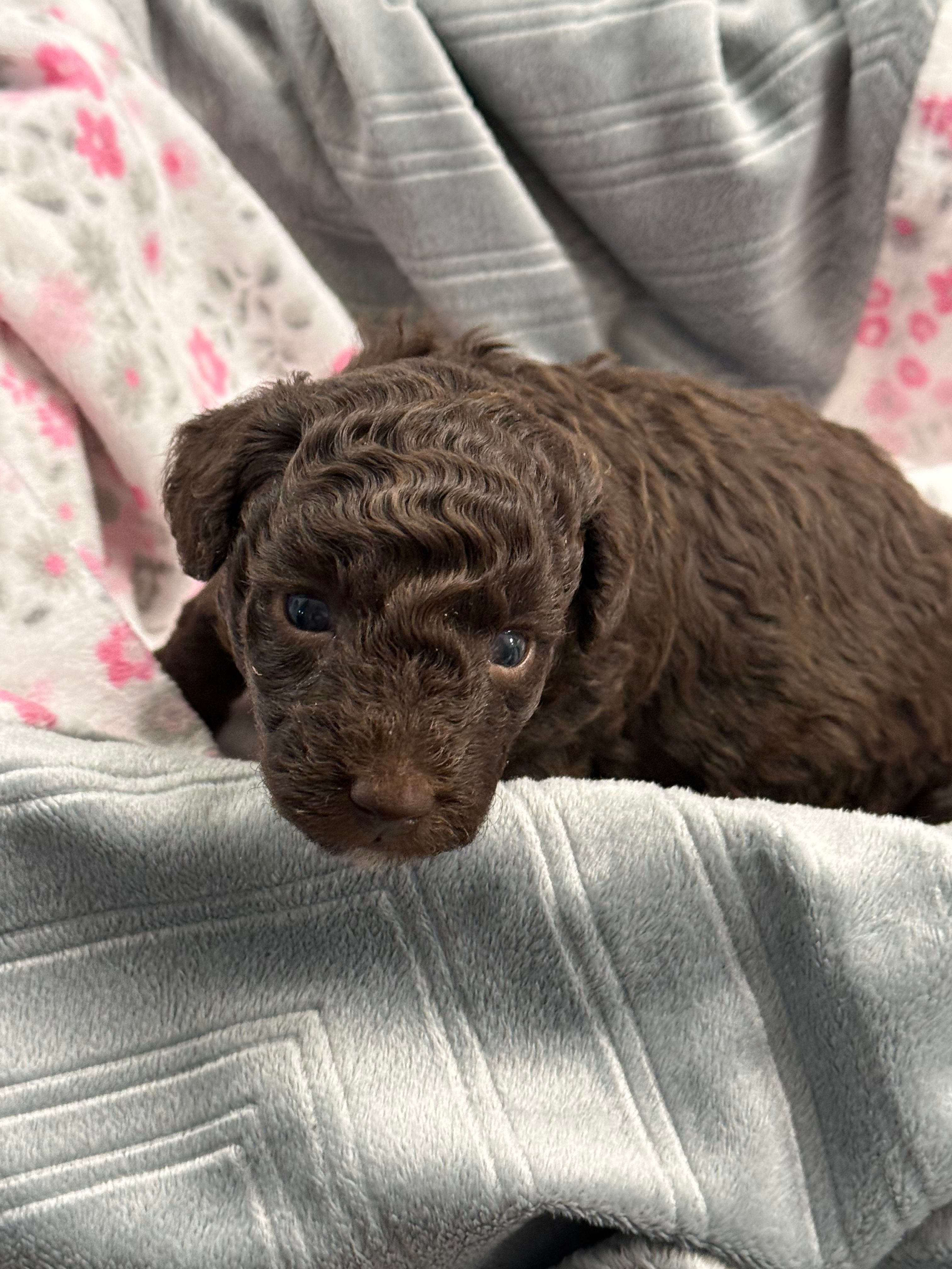 JUSTEN J – Poodle - Toy  puppy for sale in San Tan Valley, AZ