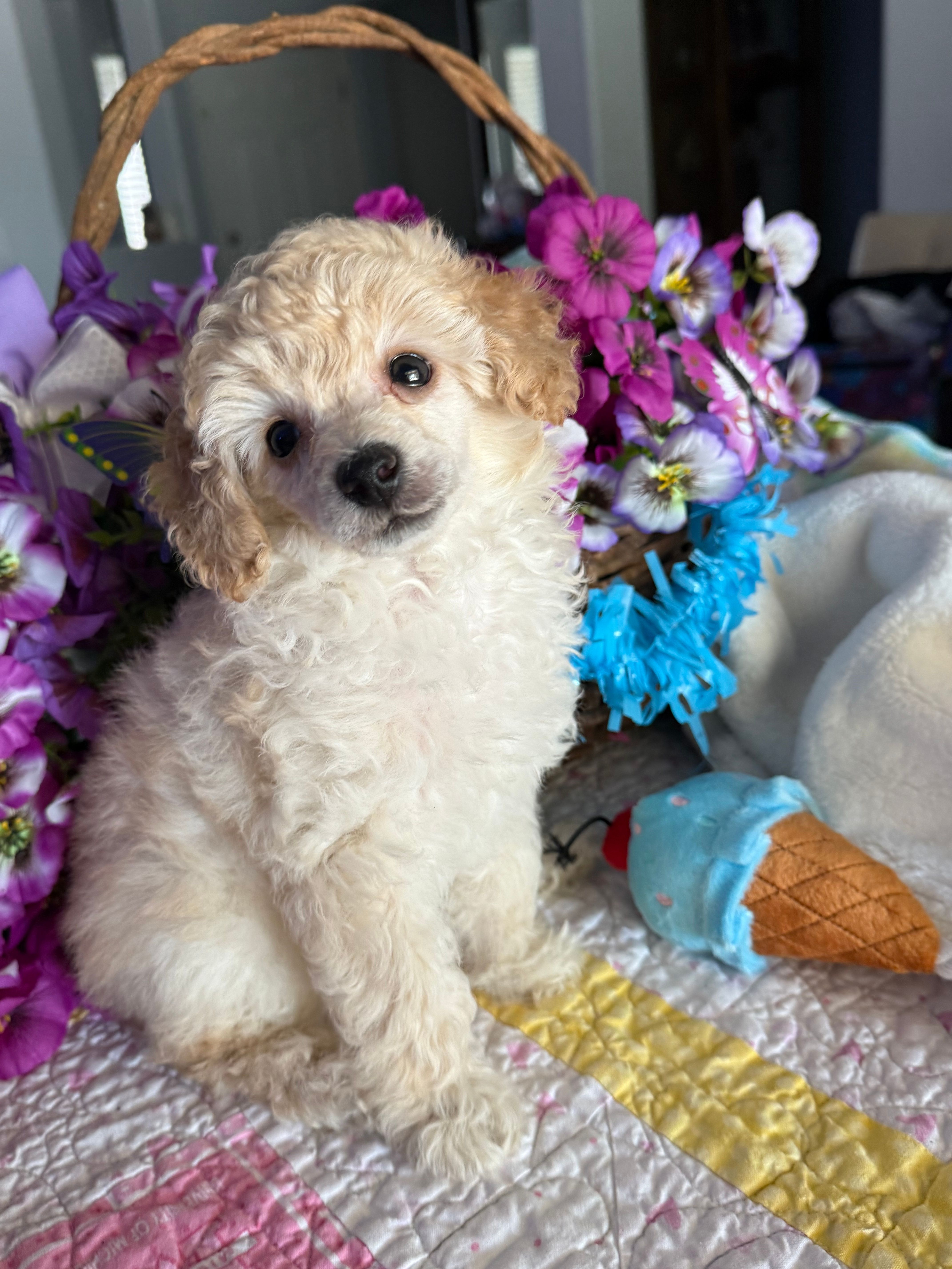 CODY JAMES – Poodle - Toy  puppy for sale in San Tan Valley, AZ