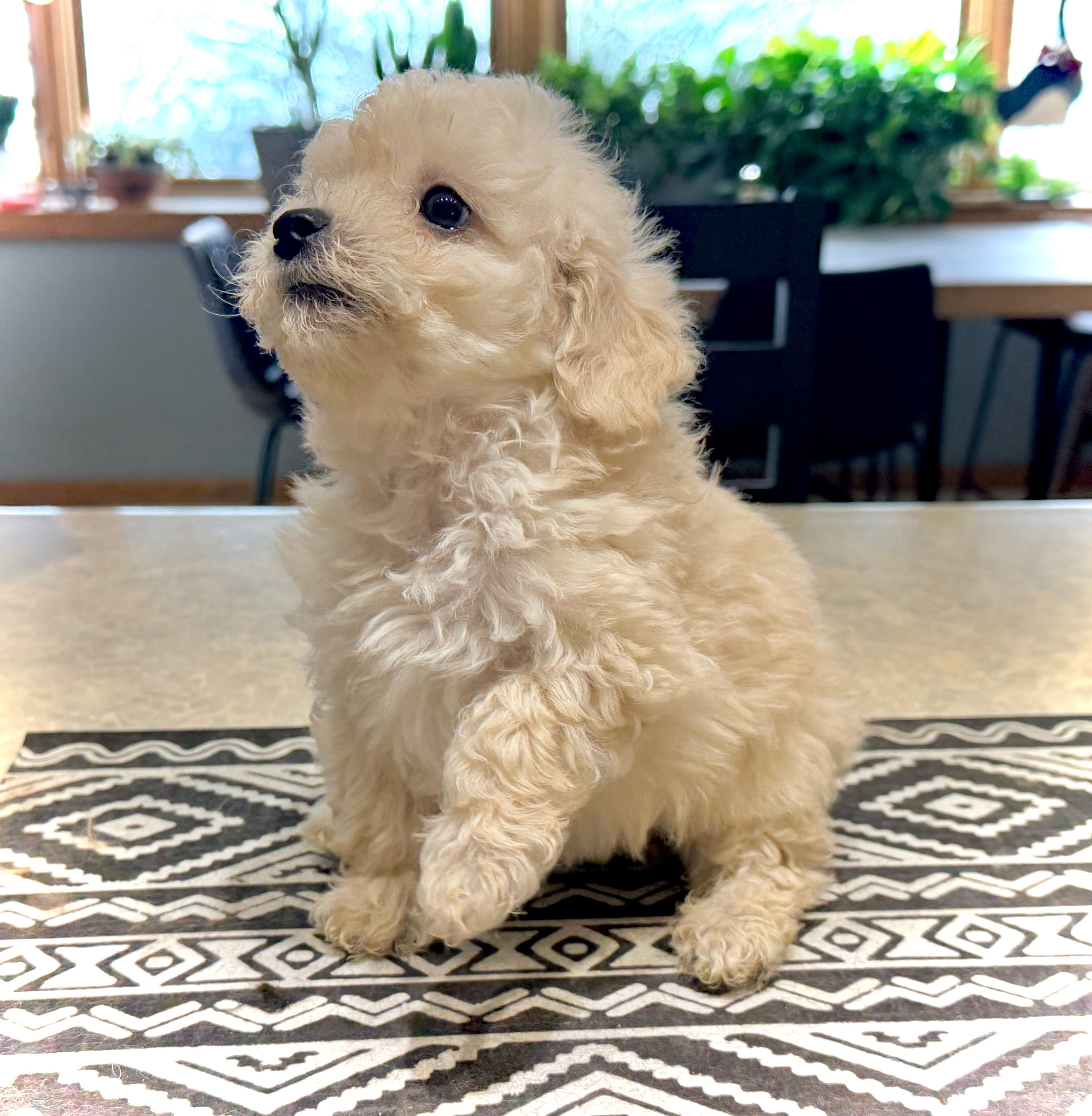 Midi’s Boy – Poodle - Miniature  puppy for sale in Rye, CO