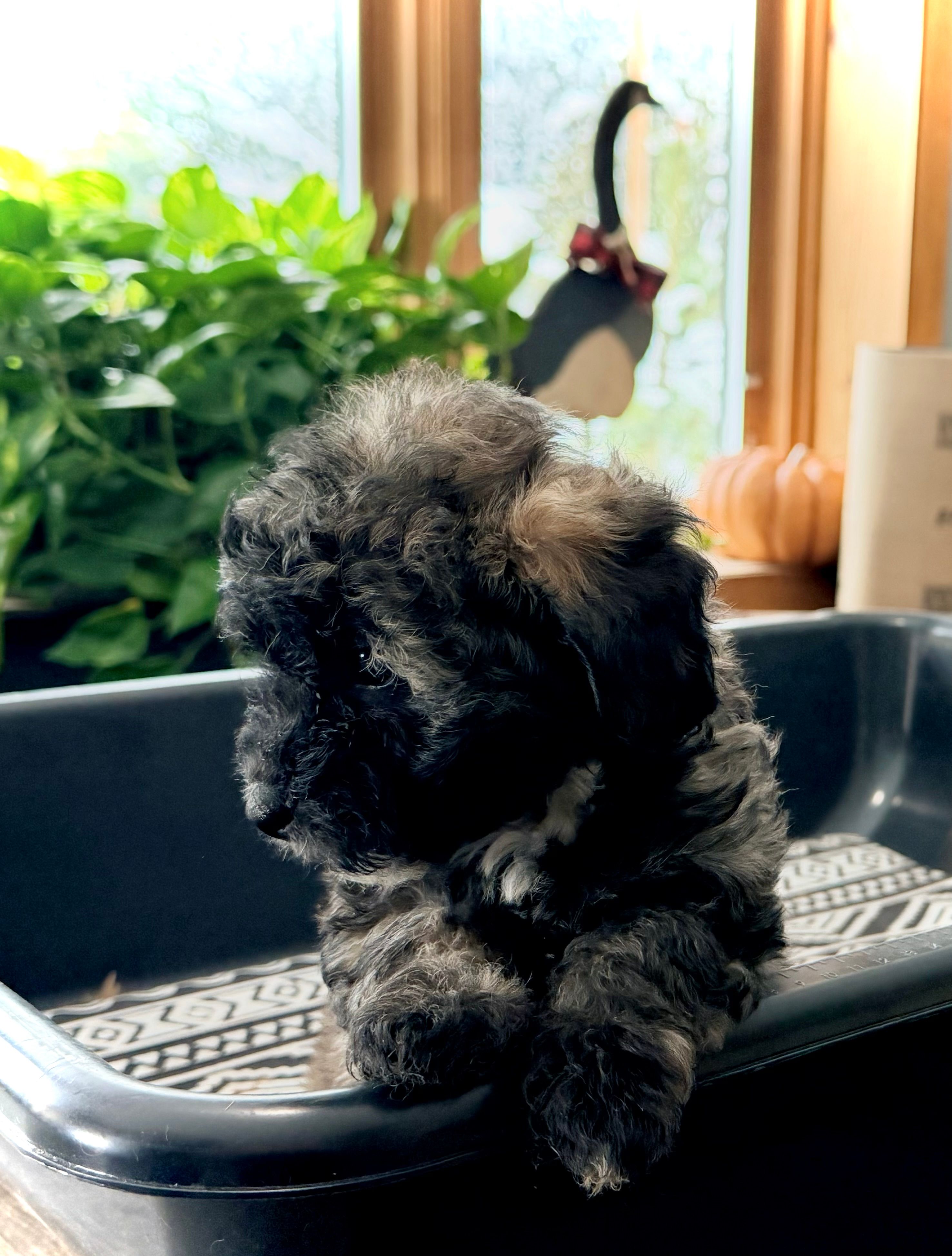 Midi’s Girl – Poodle - Miniature  puppy for sale in Rye, CO