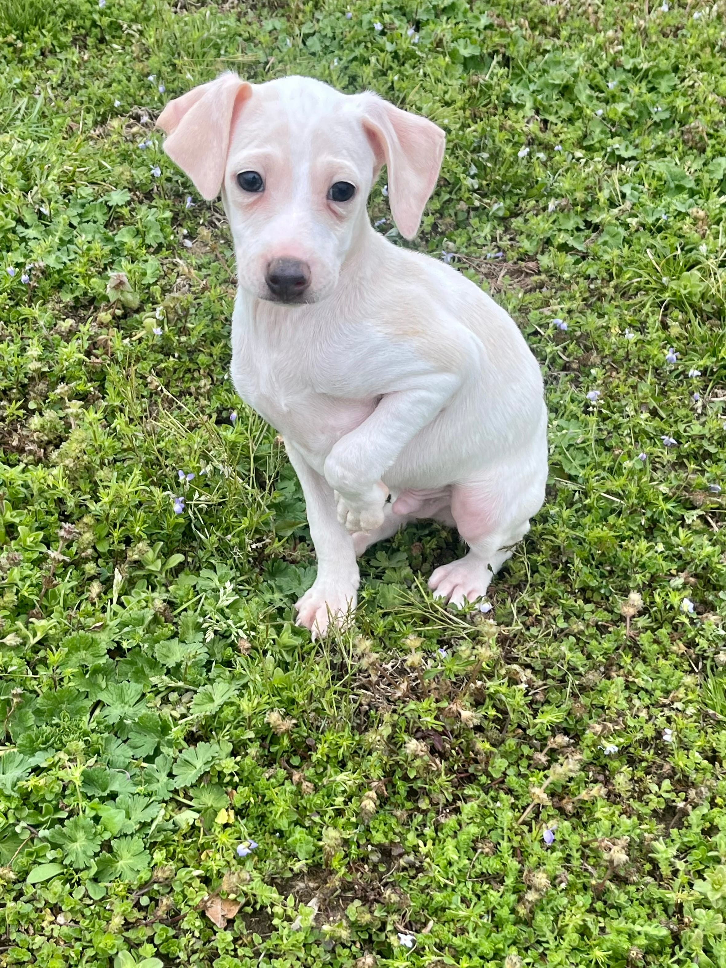 “Bingo” – Italian Greyhound puppy for sale in Norwood, MO