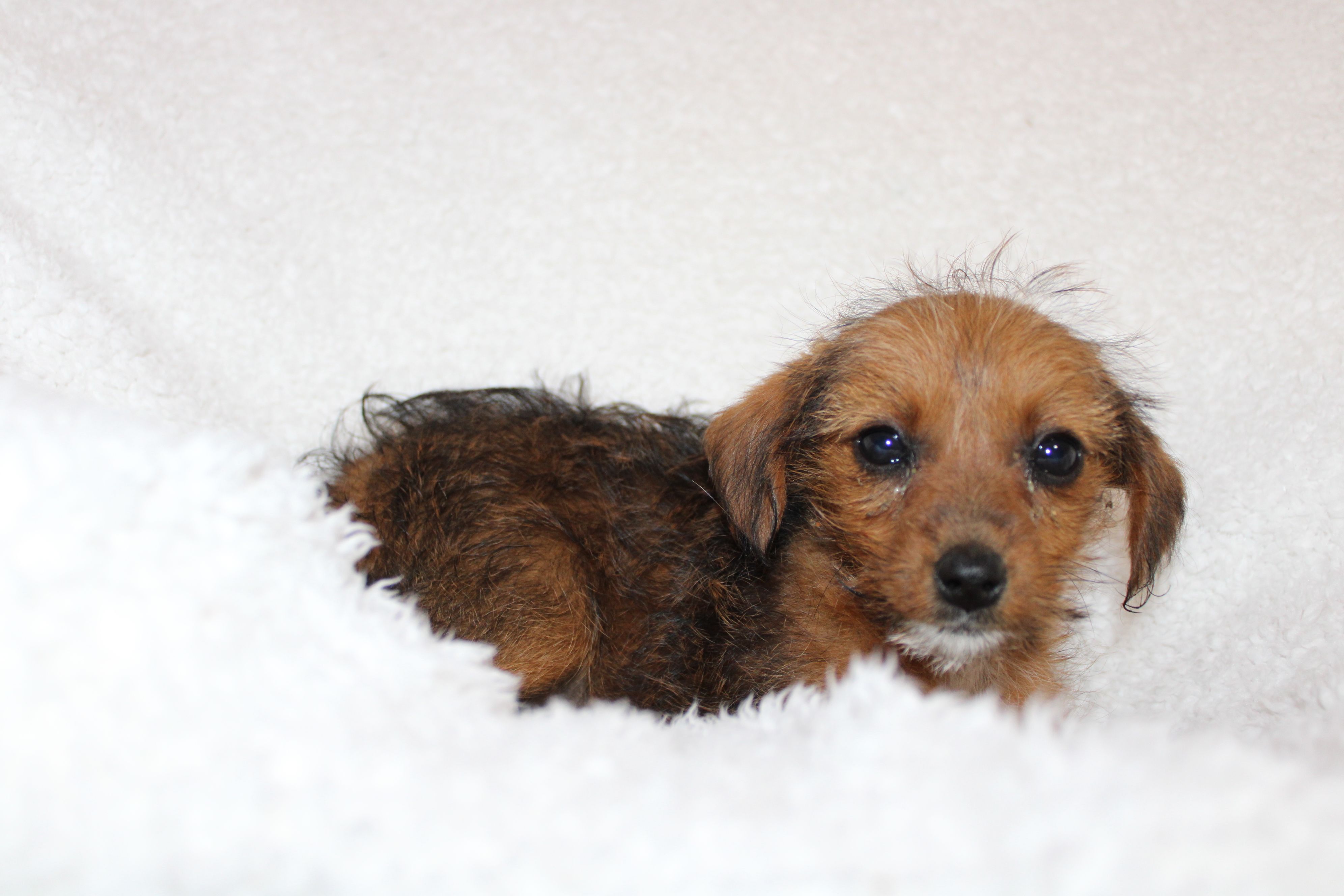 Elsie – Jack Russell Terrier puppy for sale in Fredonia, KY