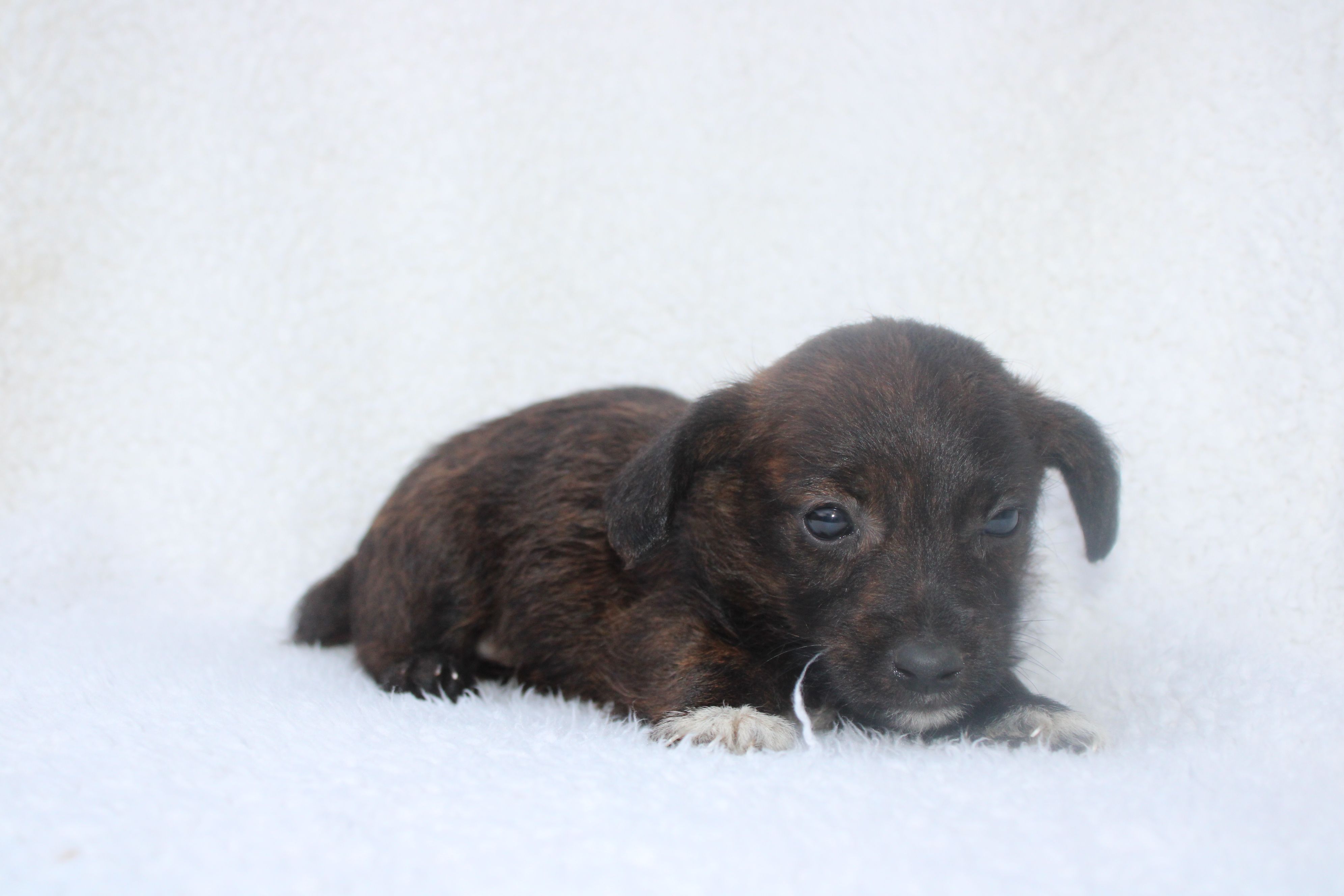 Elliot – Jack Russell Terrier puppy for sale in Fredonia, KY