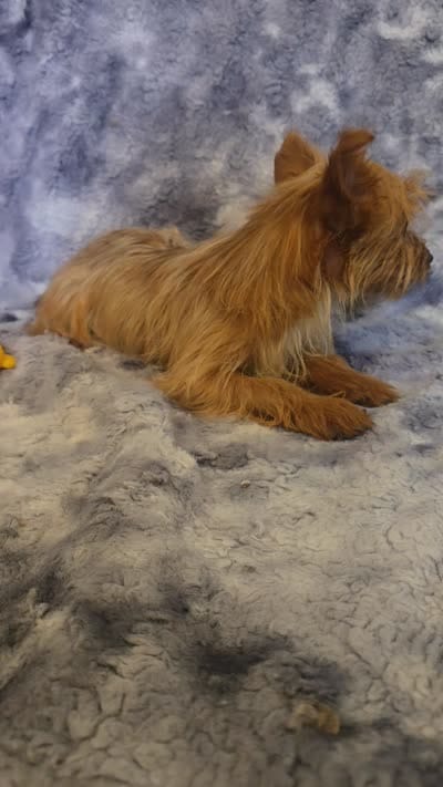 Demetri, a male Yorkshire Terrier for sale in Aiken, SC – 2 of 3