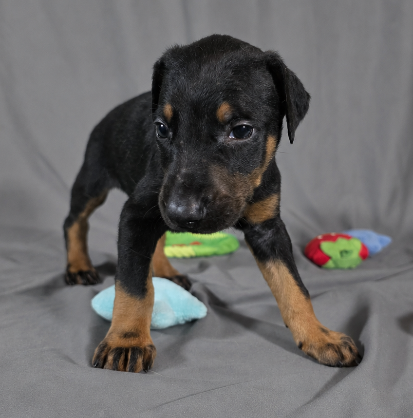 Alduin – Doberman Pinscher puppy for sale in Brantley, AL