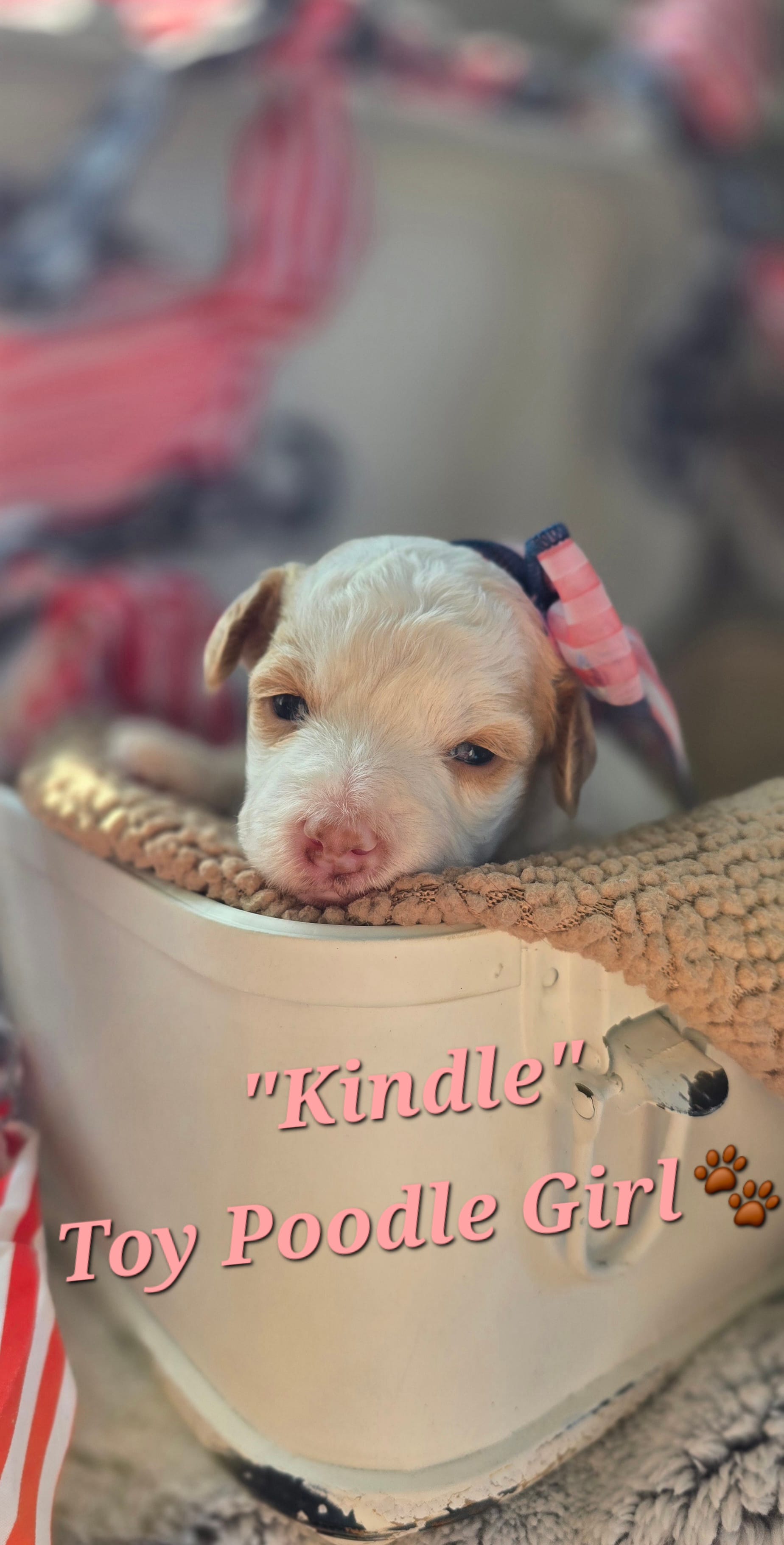 Kindle – Poodle - Toy  puppy for sale in Donnelly, MN