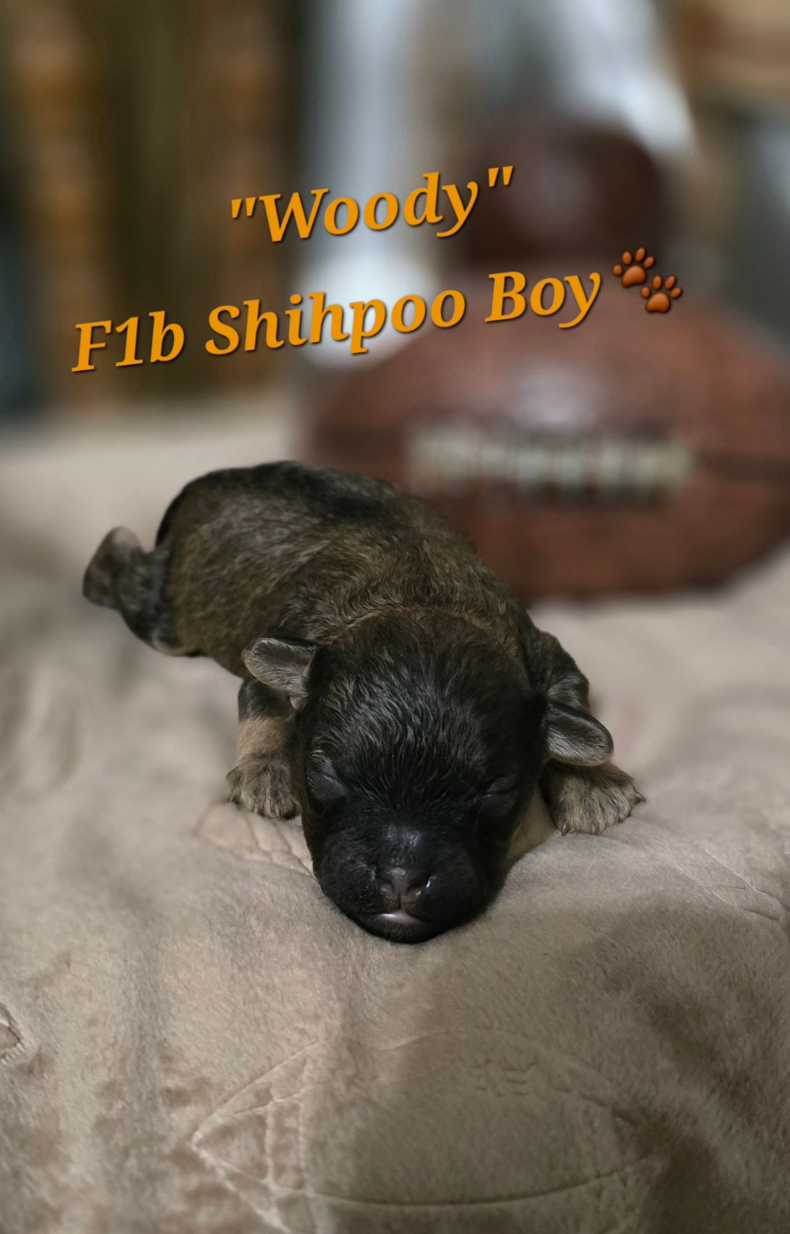 Woody – Shihpoo puppy for sale in Donnelly, MN