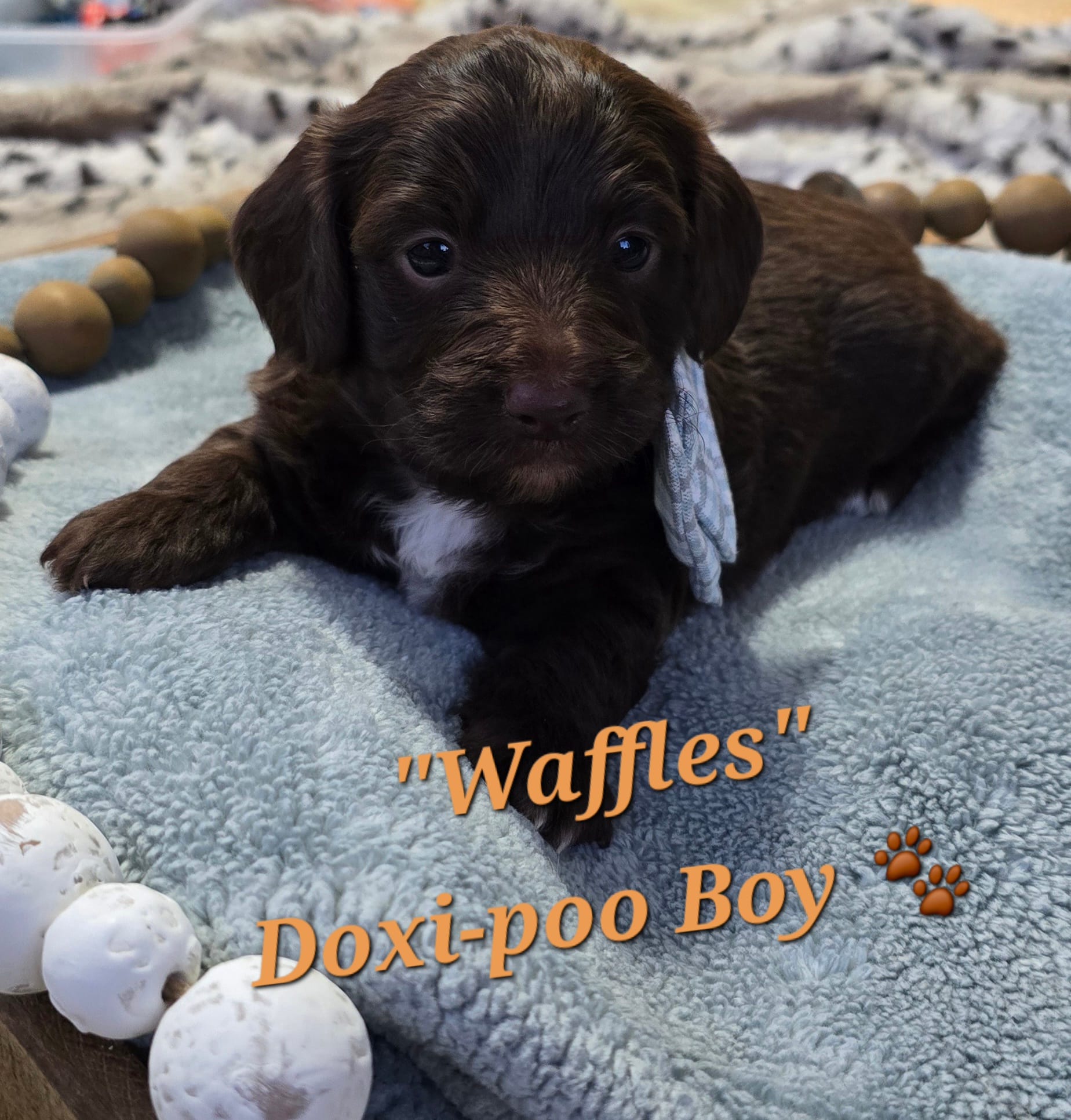Waffles – Doxiepoo puppy for sale in Donnelly, MN
