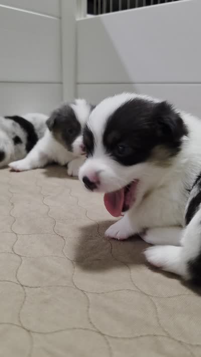 Circe, a female Cardigan Welsh Corgi and Pembroke Welsh Corgi for sale in Duarte, CA – 2 of 7