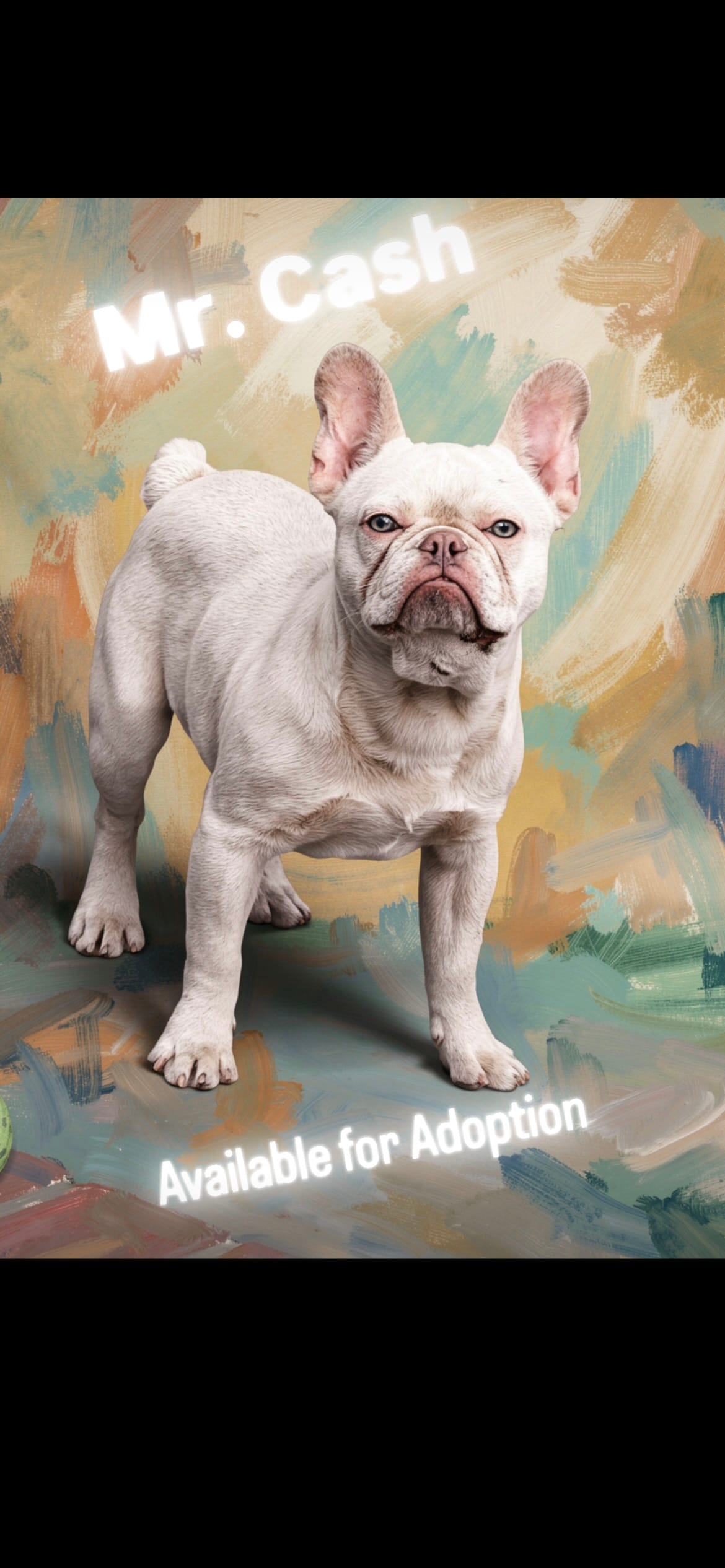 Sky – French Bulldog puppy for sale in West Covina, CA