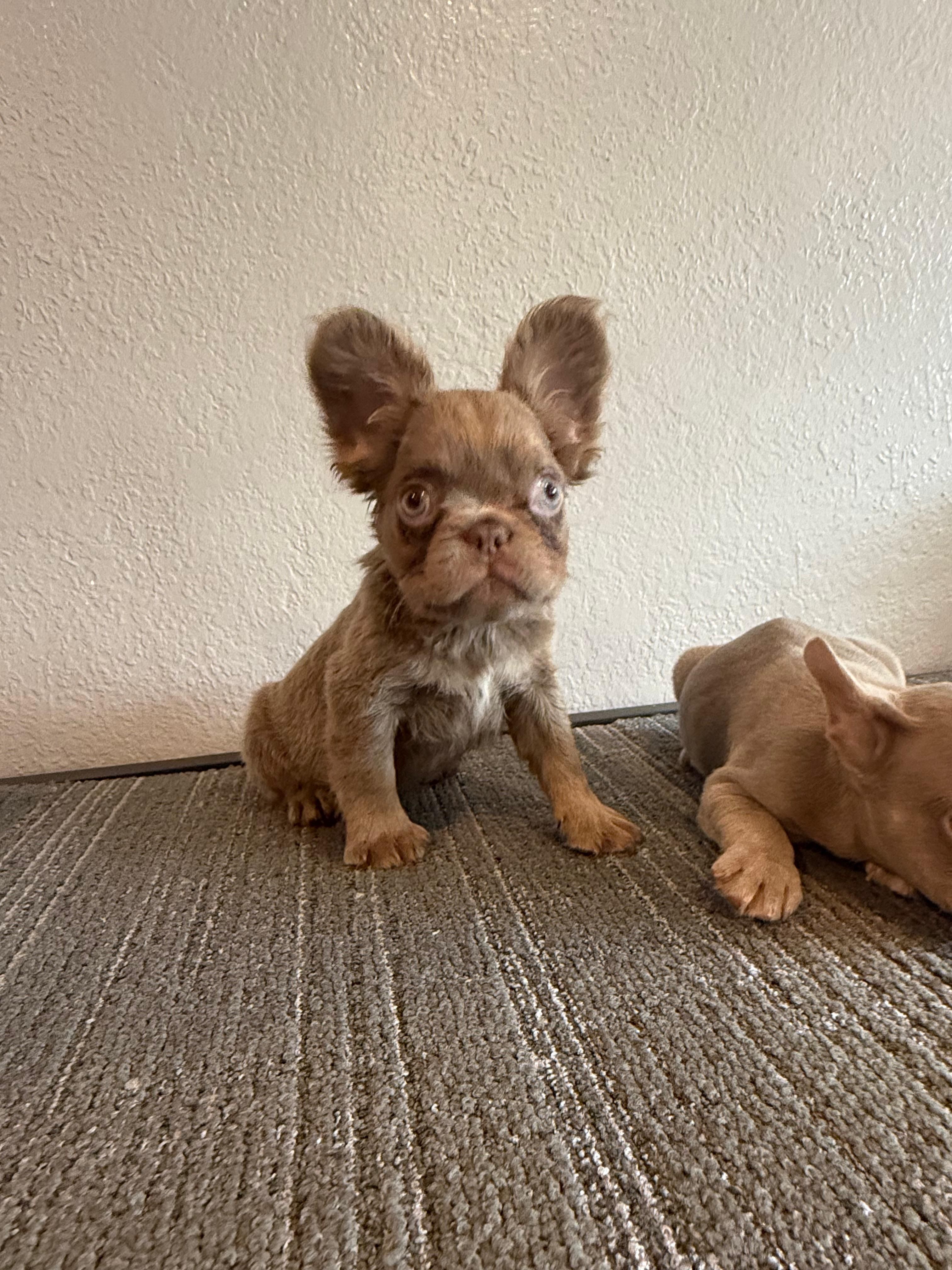 Isabella Fluffy Boy – French Bulldog puppy for sale in West Covina, CA