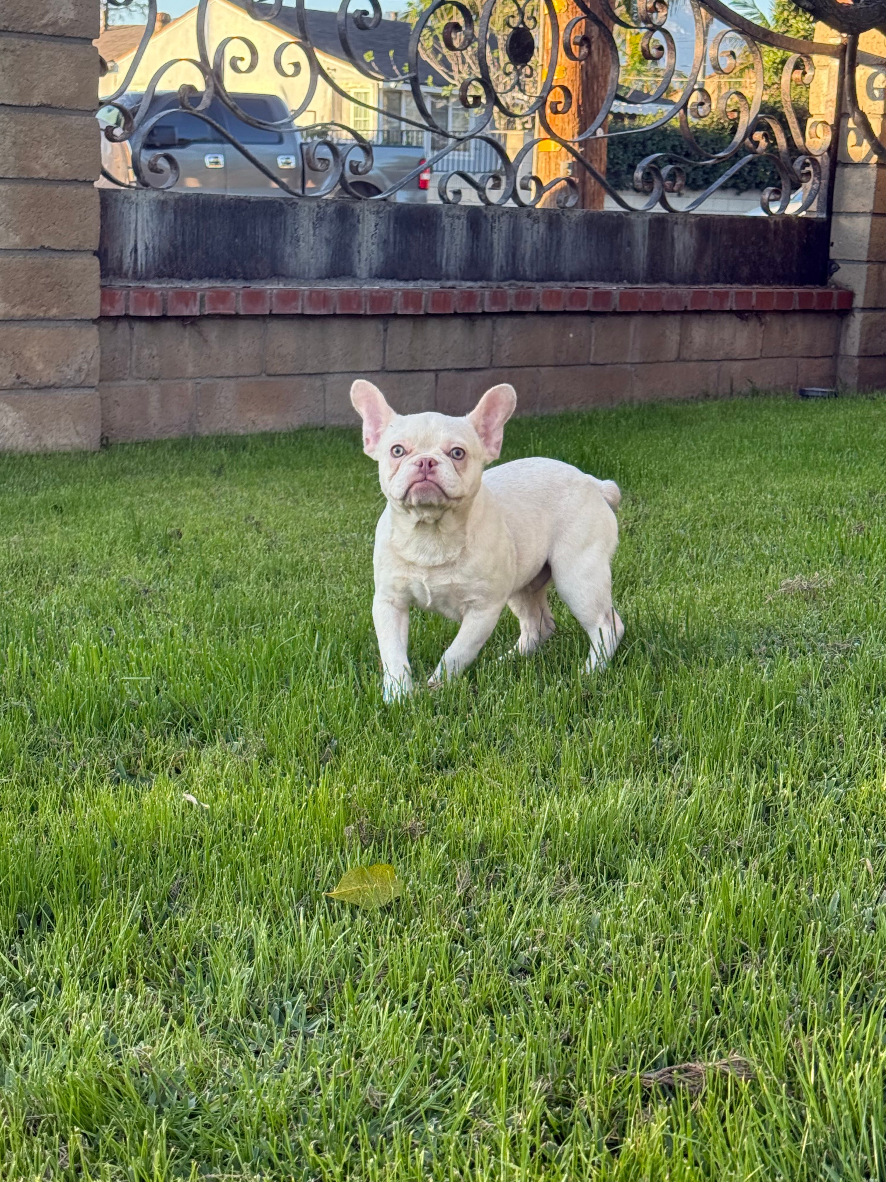 Sky – French Bulldog puppy for sale in West Covina, CA