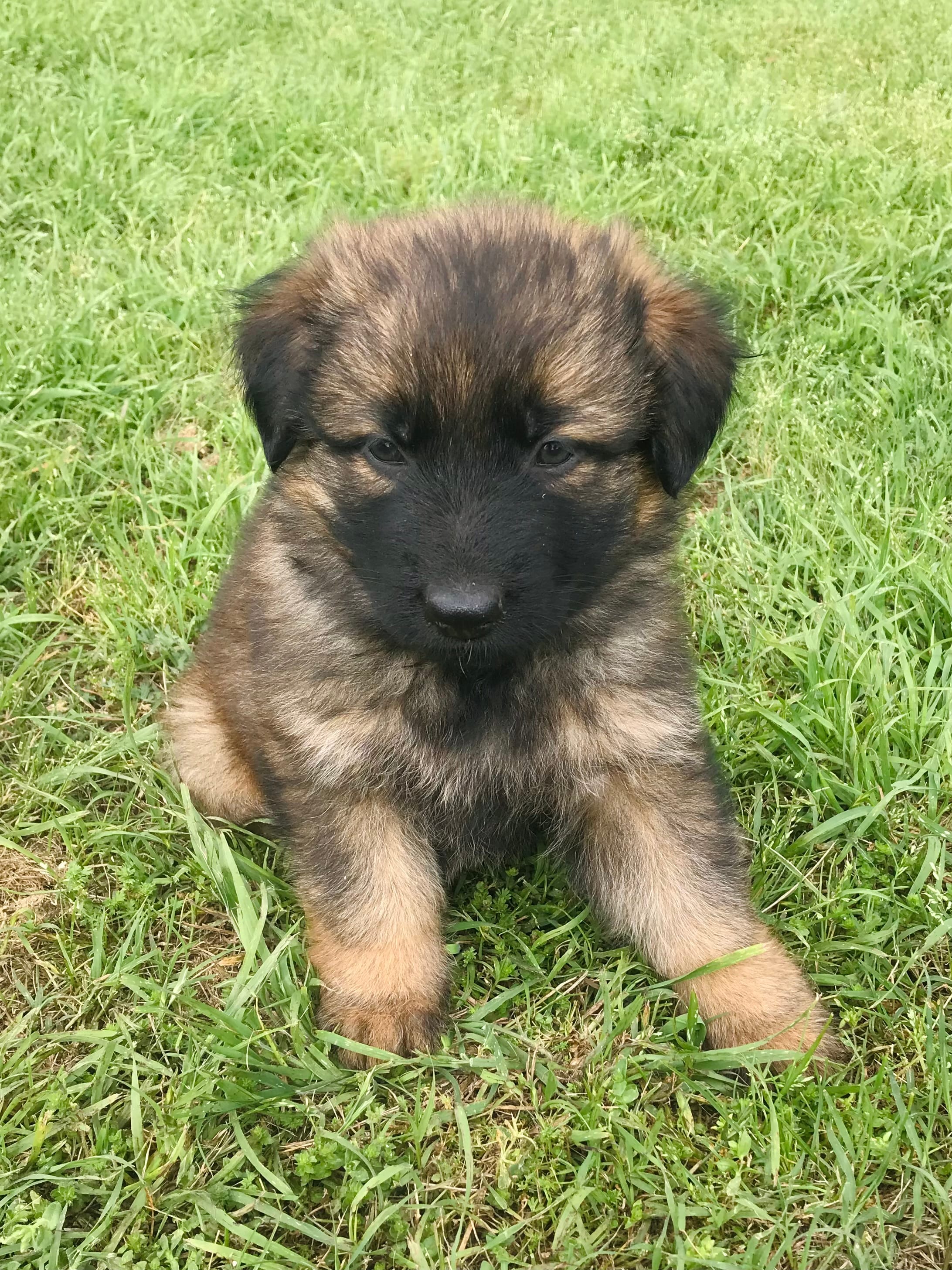 Long coat sable  – German Shepherd Dog puppy for sale in Muldrow, OK