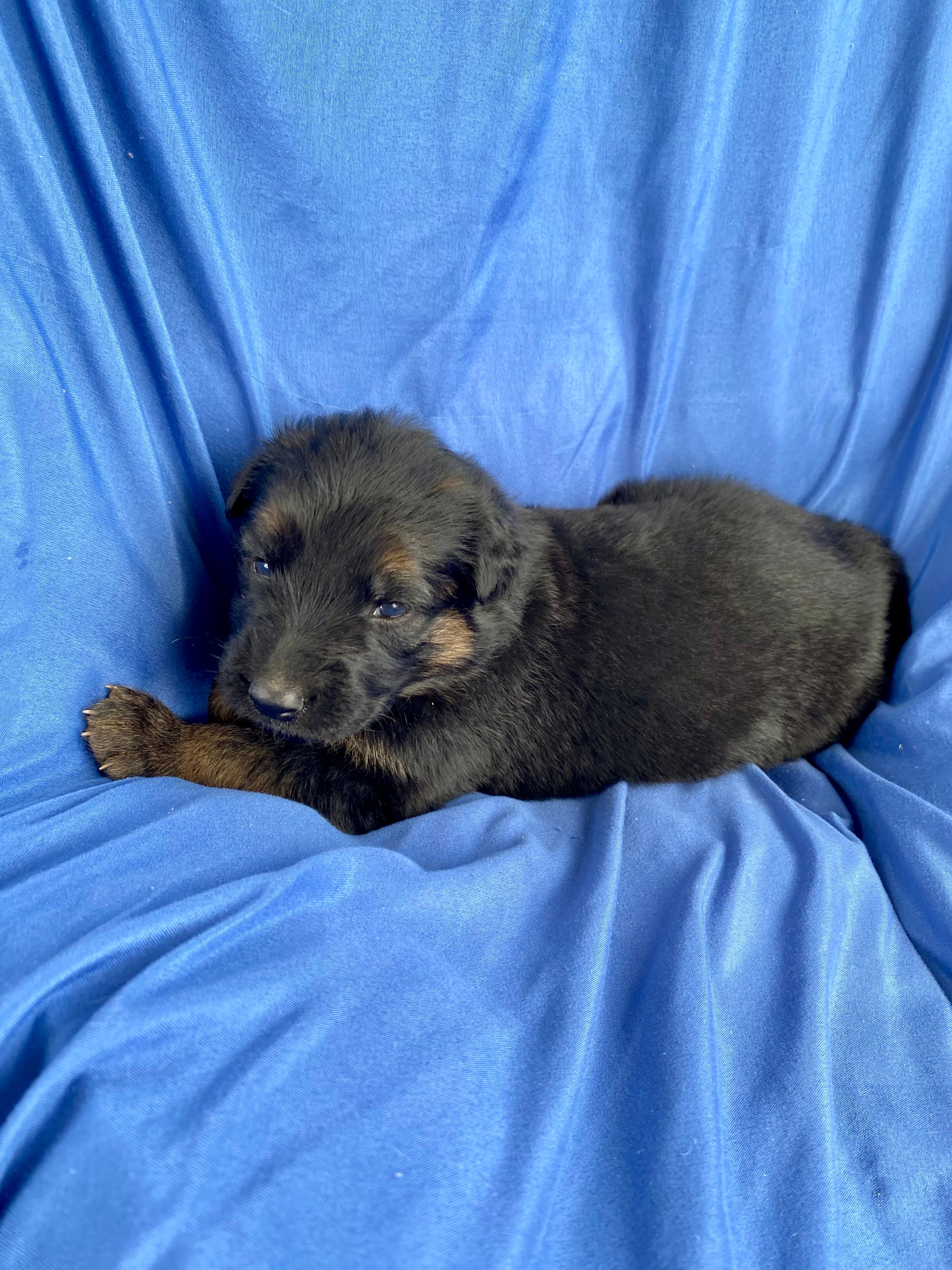 Long coat black/red – German Shepherd Dog puppy for sale in Muldrow, OK