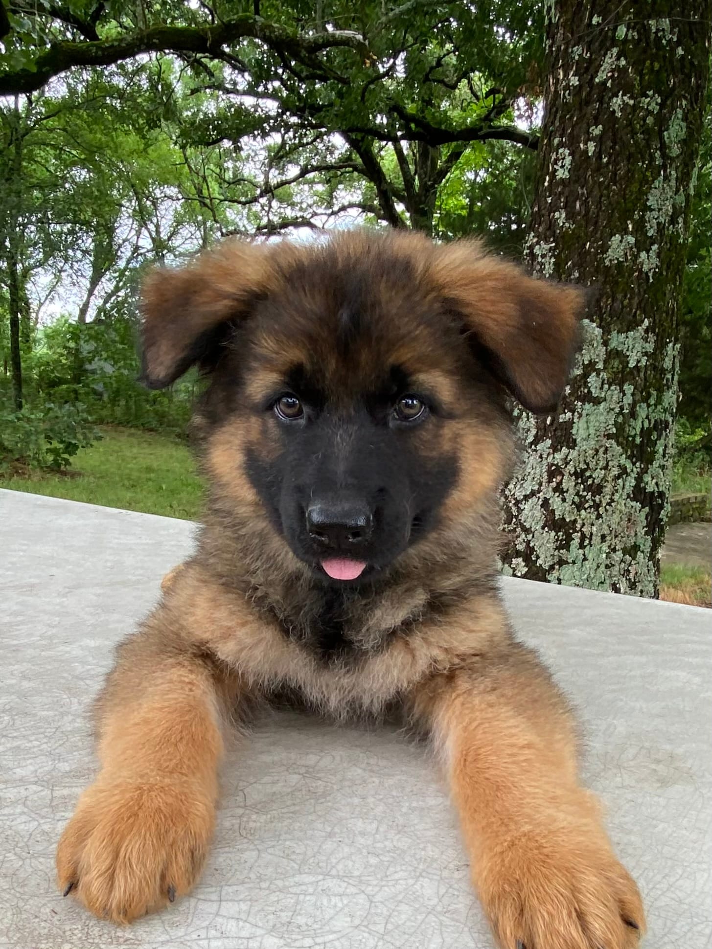 Long coat sable READY TO GO – German Shepherd Dog puppy for sale in Muldrow, OK