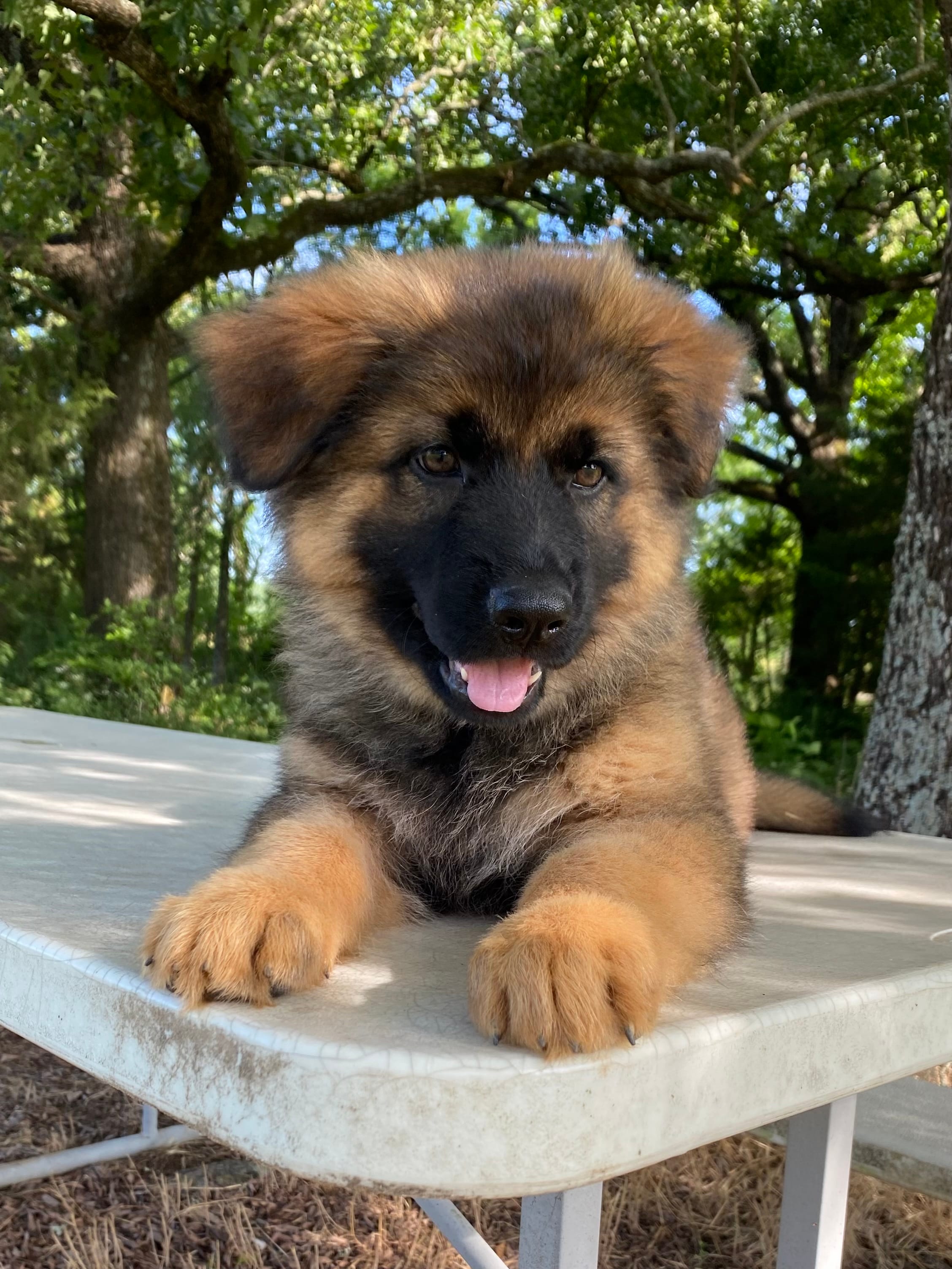Long coat  READY TO GO – German Shepherd Dog puppy for sale in Muldrow, OK