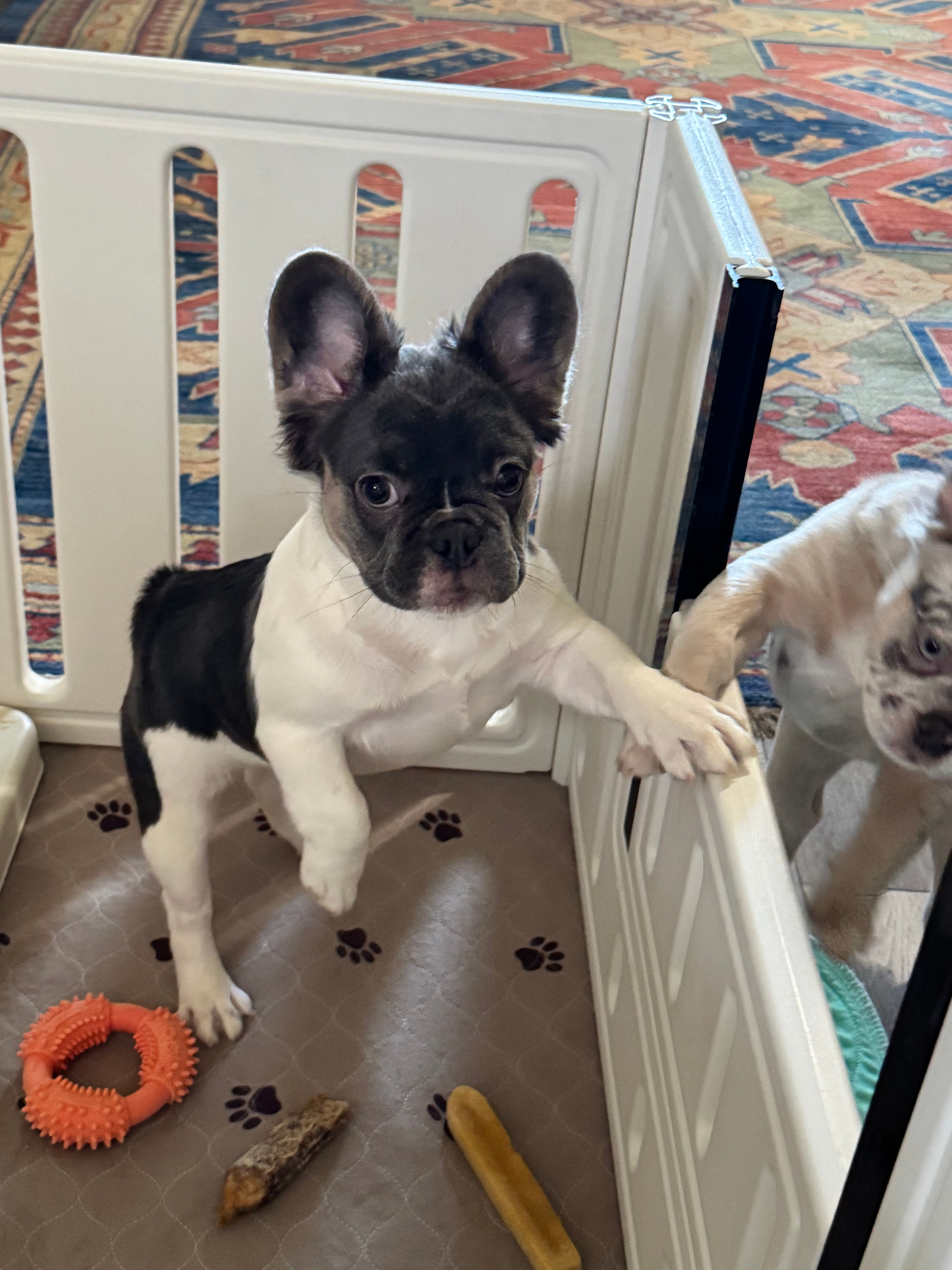 Angelica fluffy pied  – French Bulldog puppy for sale in Watauga, TX