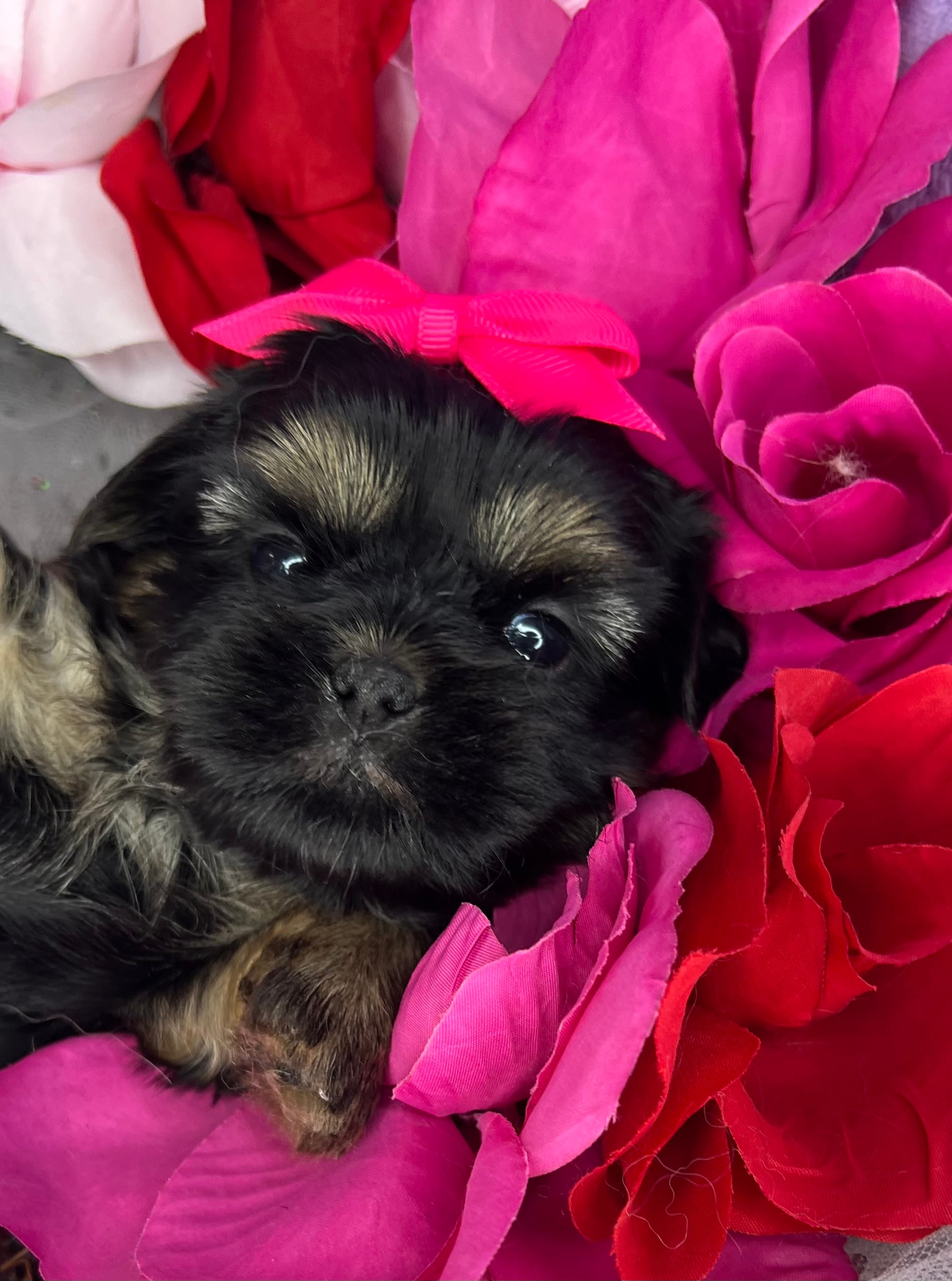 Amina Baby doll faced  – Shorkie puppy for sale in Tacoma, WA