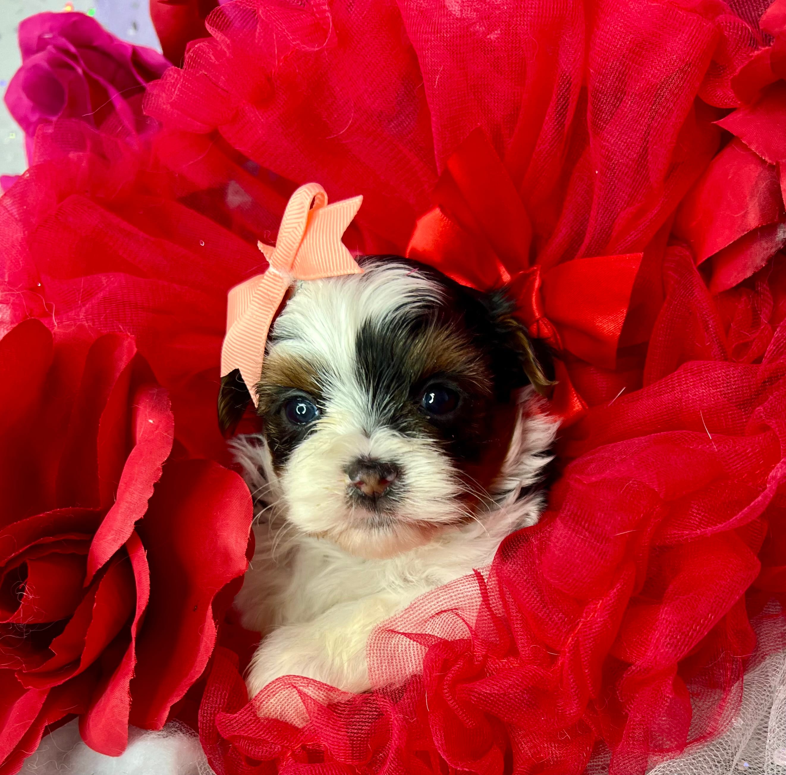 Amari baby doll face  – Shorkie puppy for sale in Tacoma, WA