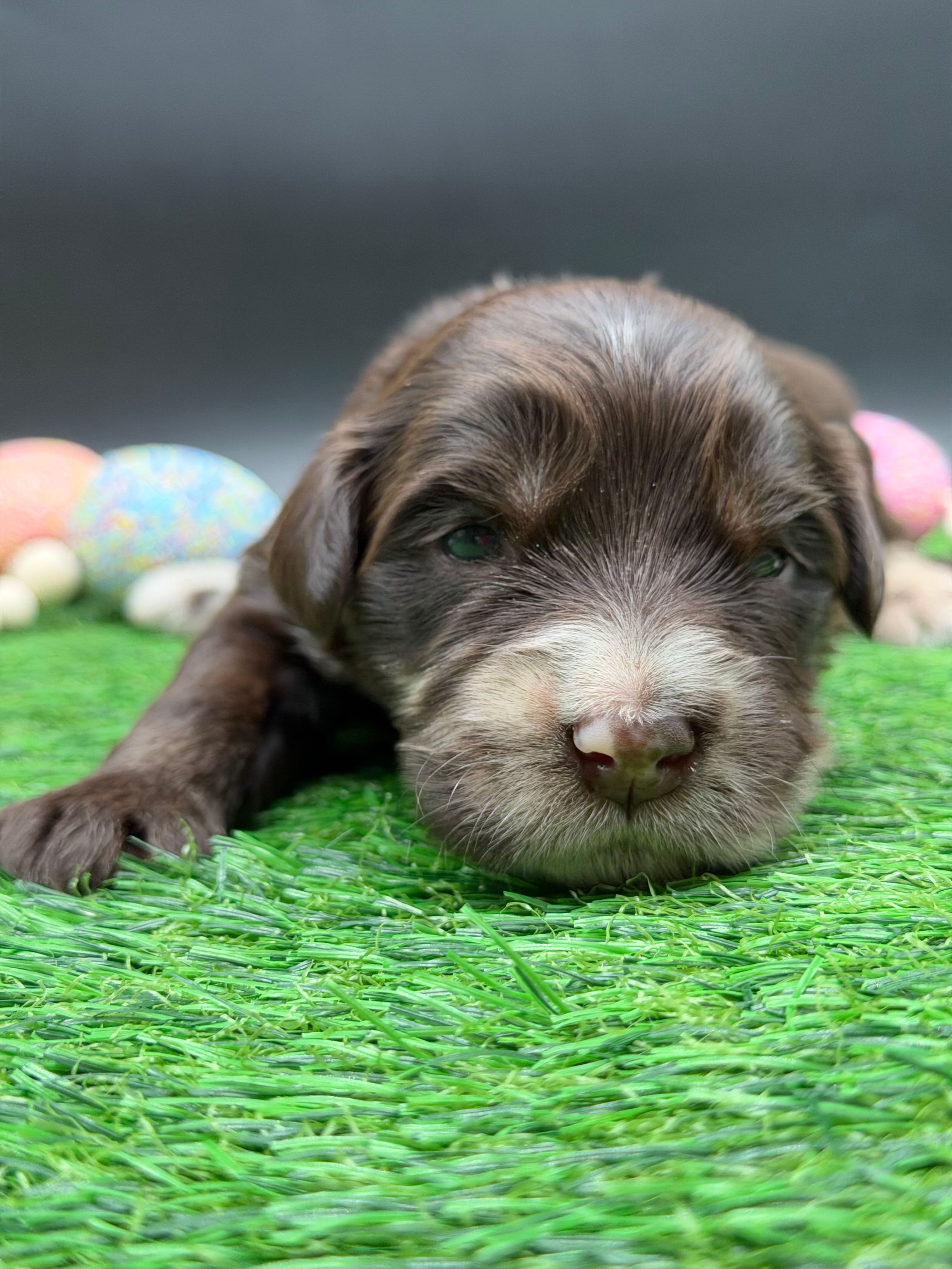 Swish – Golden Mountain Doodle puppy for sale in Sylvania, OH