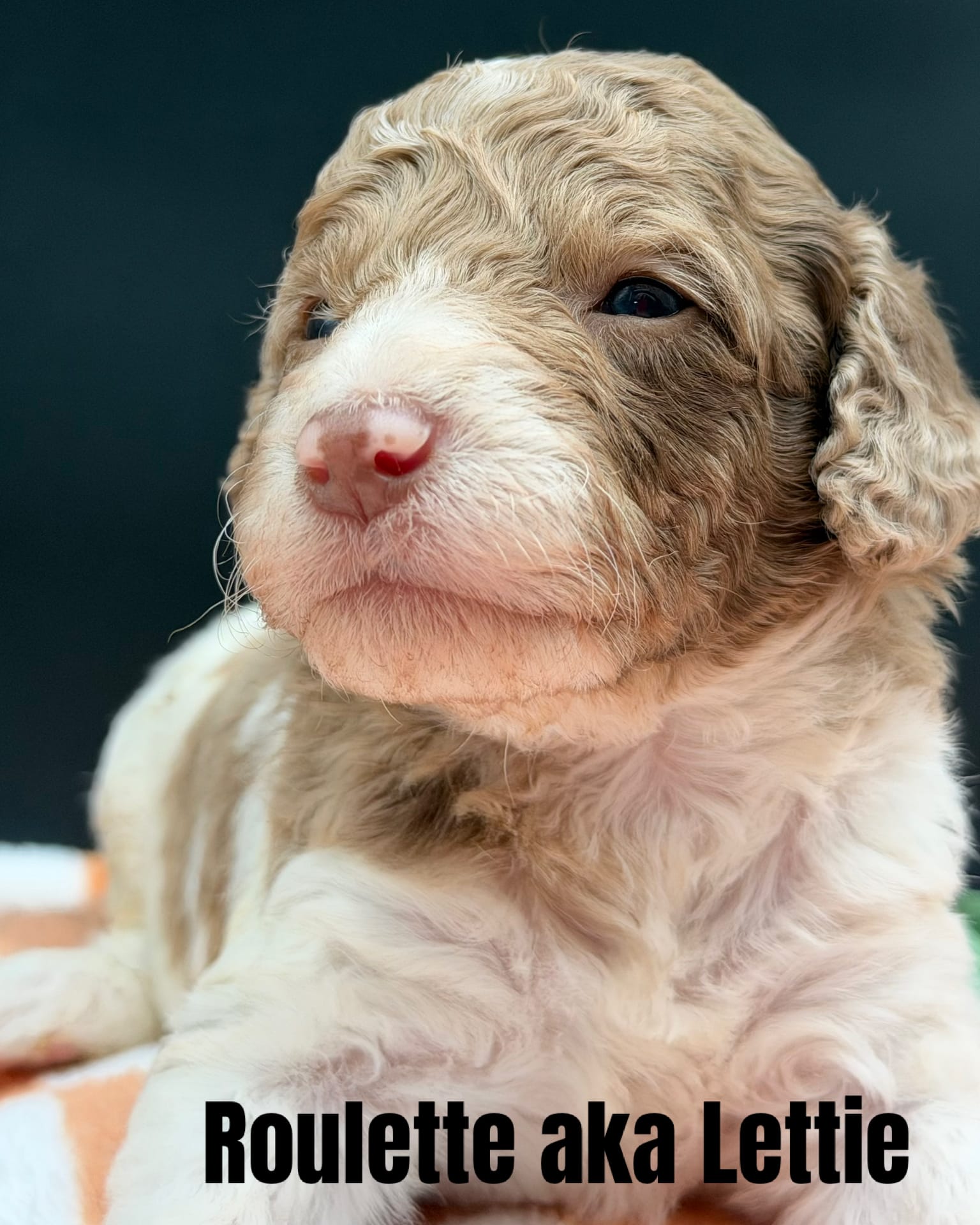 Roulette aka Lettie – Goldendoodle puppy for sale in Sylvania, OH