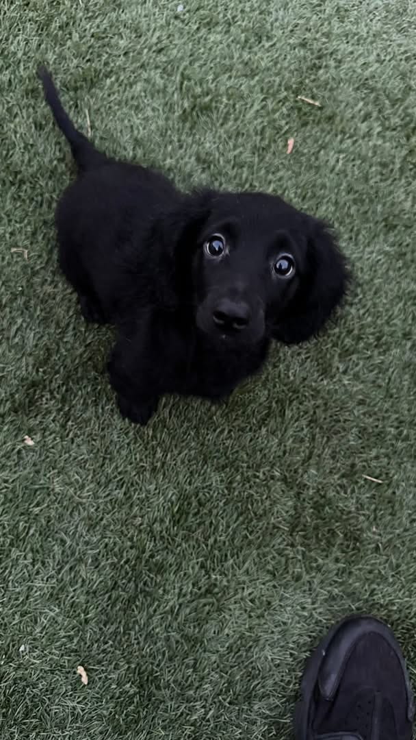 Lady bug  – Miniature Dachshund puppy for sale in Beaumont, TX