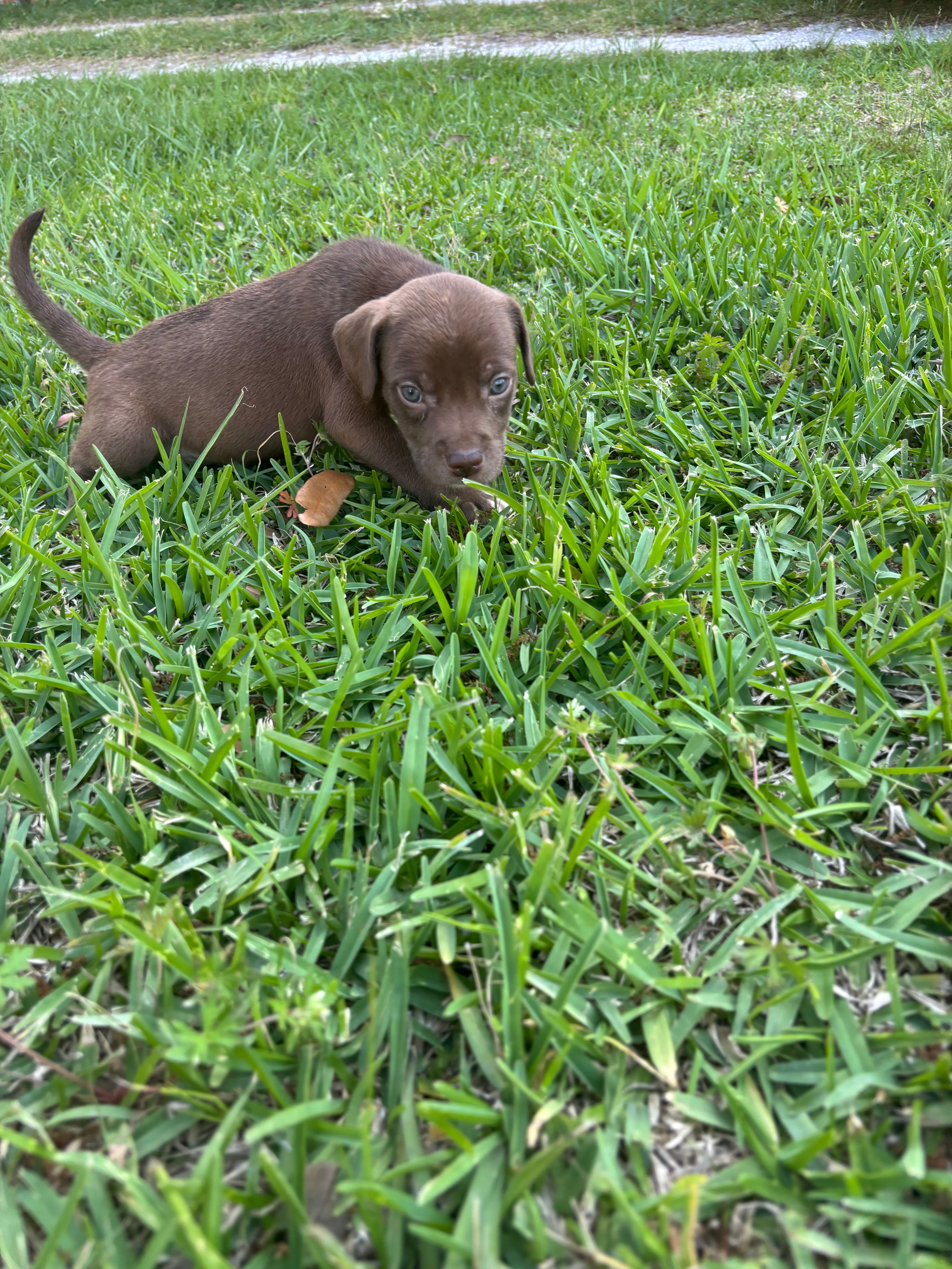 Candi  – Labrador Retriever puppy for sale in Beaumont, TX