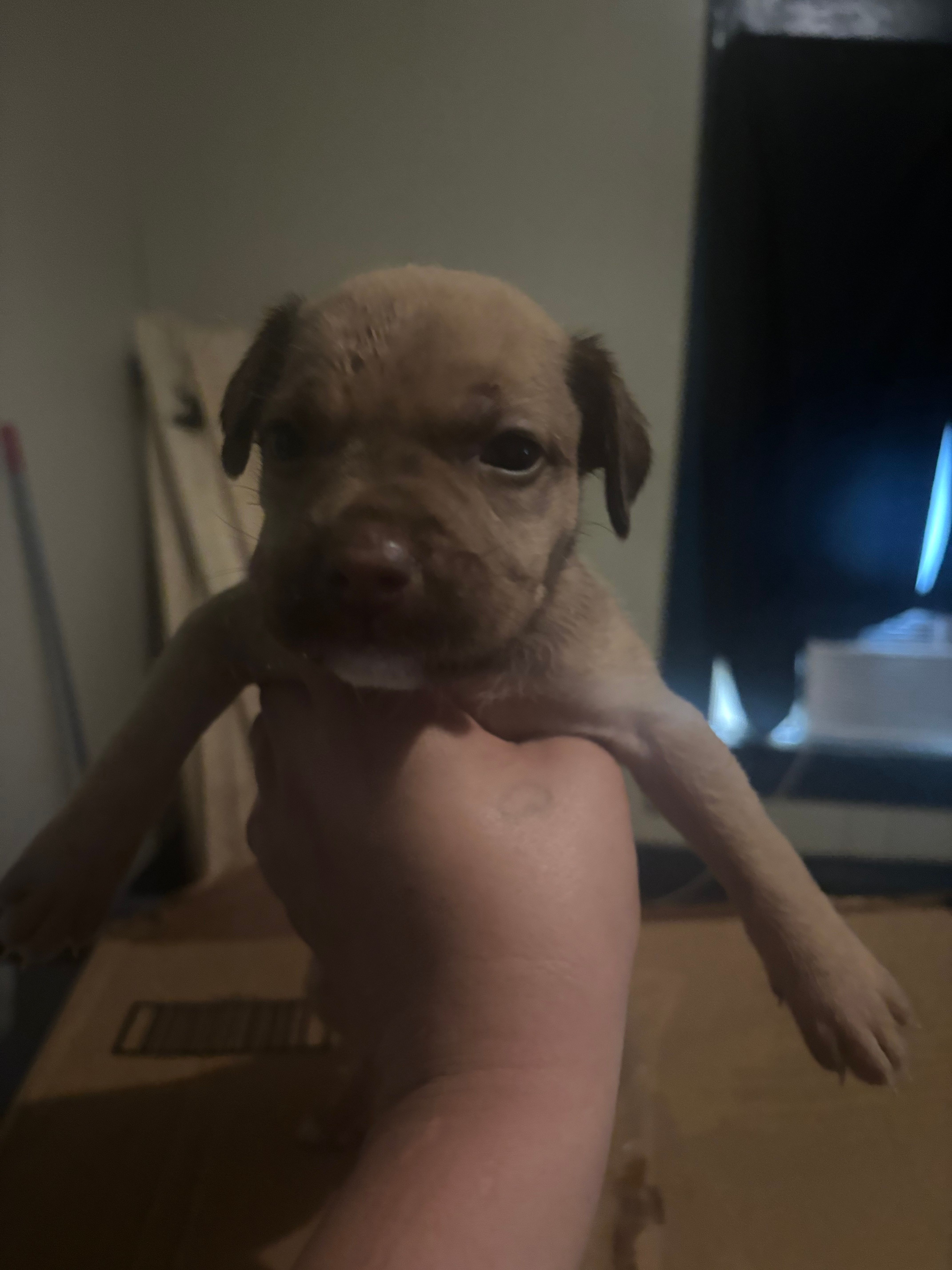 Bruce lee – Great Dane puppy for sale in Beaumont, TX