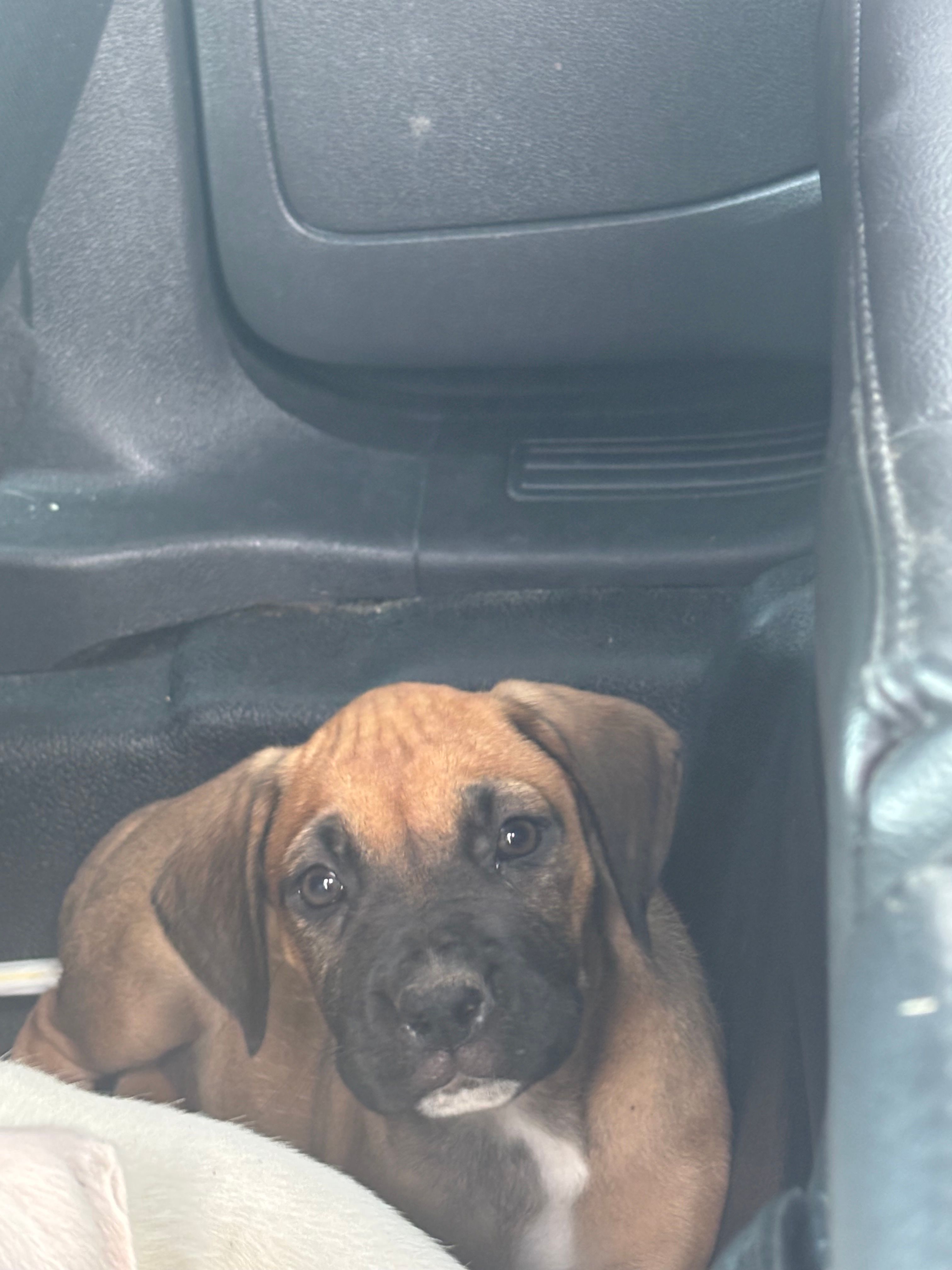 July  – Boxer puppy for sale in Beaumont, TX