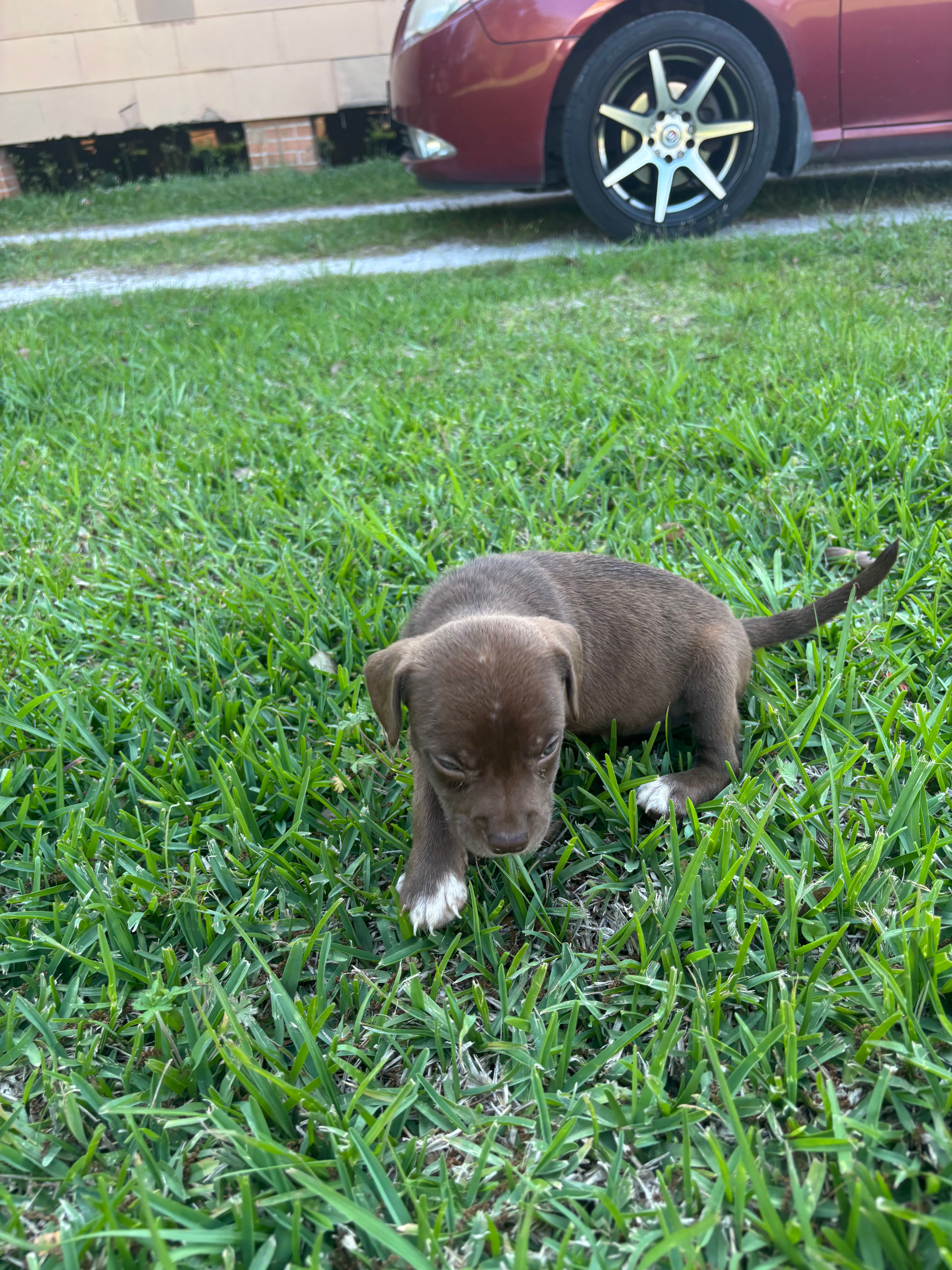 Chica  – Labrador Retriever puppy for sale in Beaumont, TX