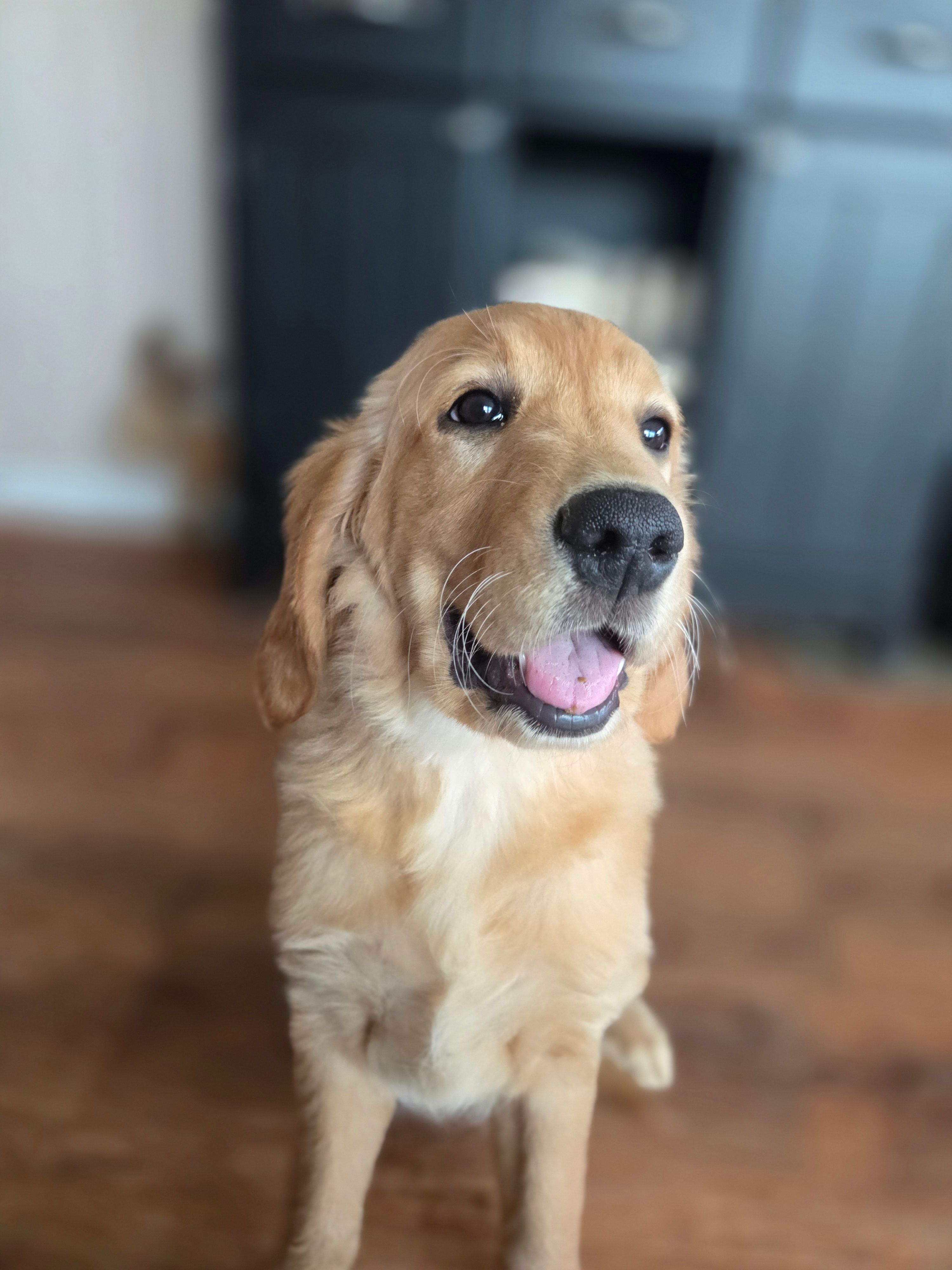 Claudette  – Golden Retriever puppy for sale in New Pekin, IN