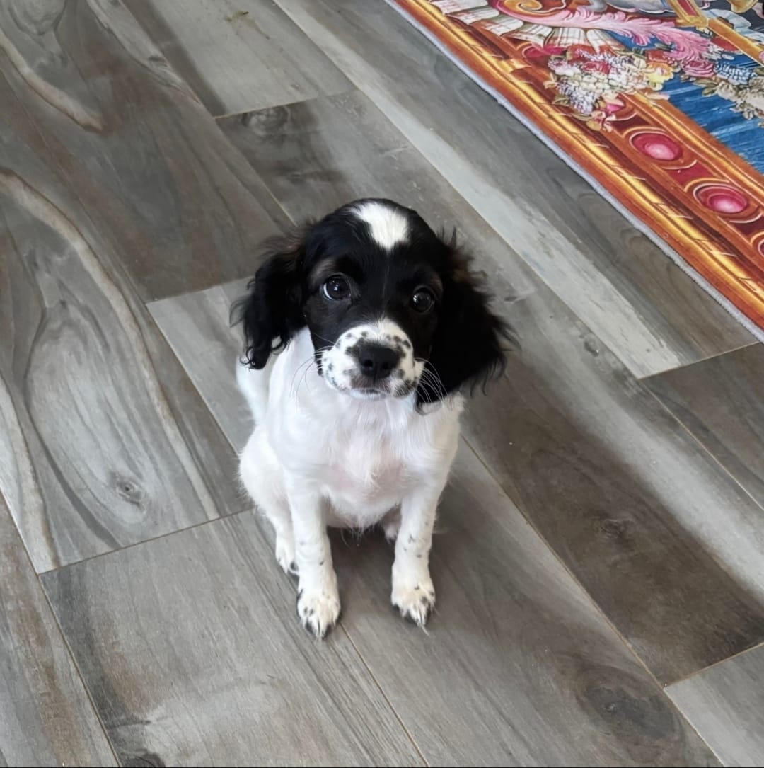 Prince – English Springer Spaniel puppy for sale in Staten Island, NY