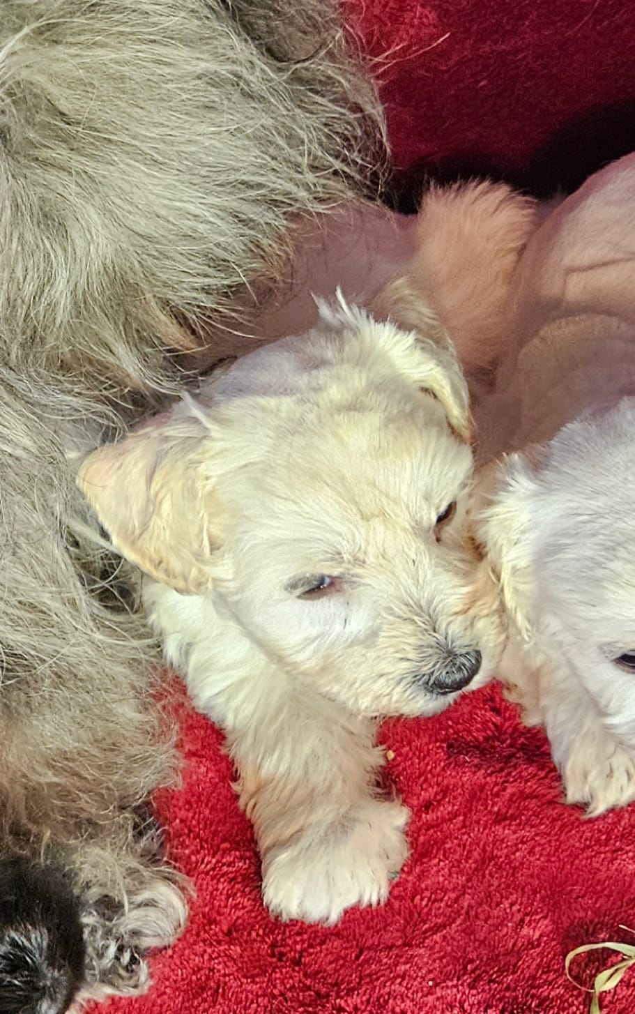 Snowwhite – Miniature Schnauzer puppy for sale in Kingsbury, TX