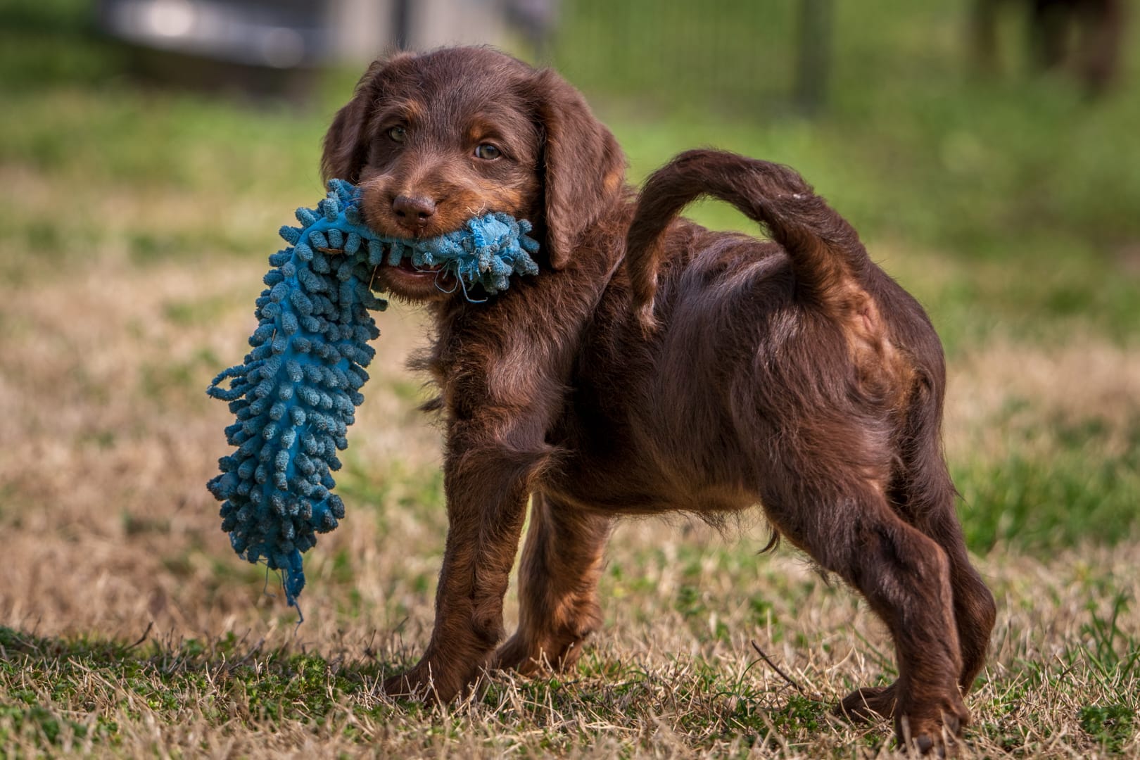 basil – Labradoodle puppy for sale in Kansas City, MO