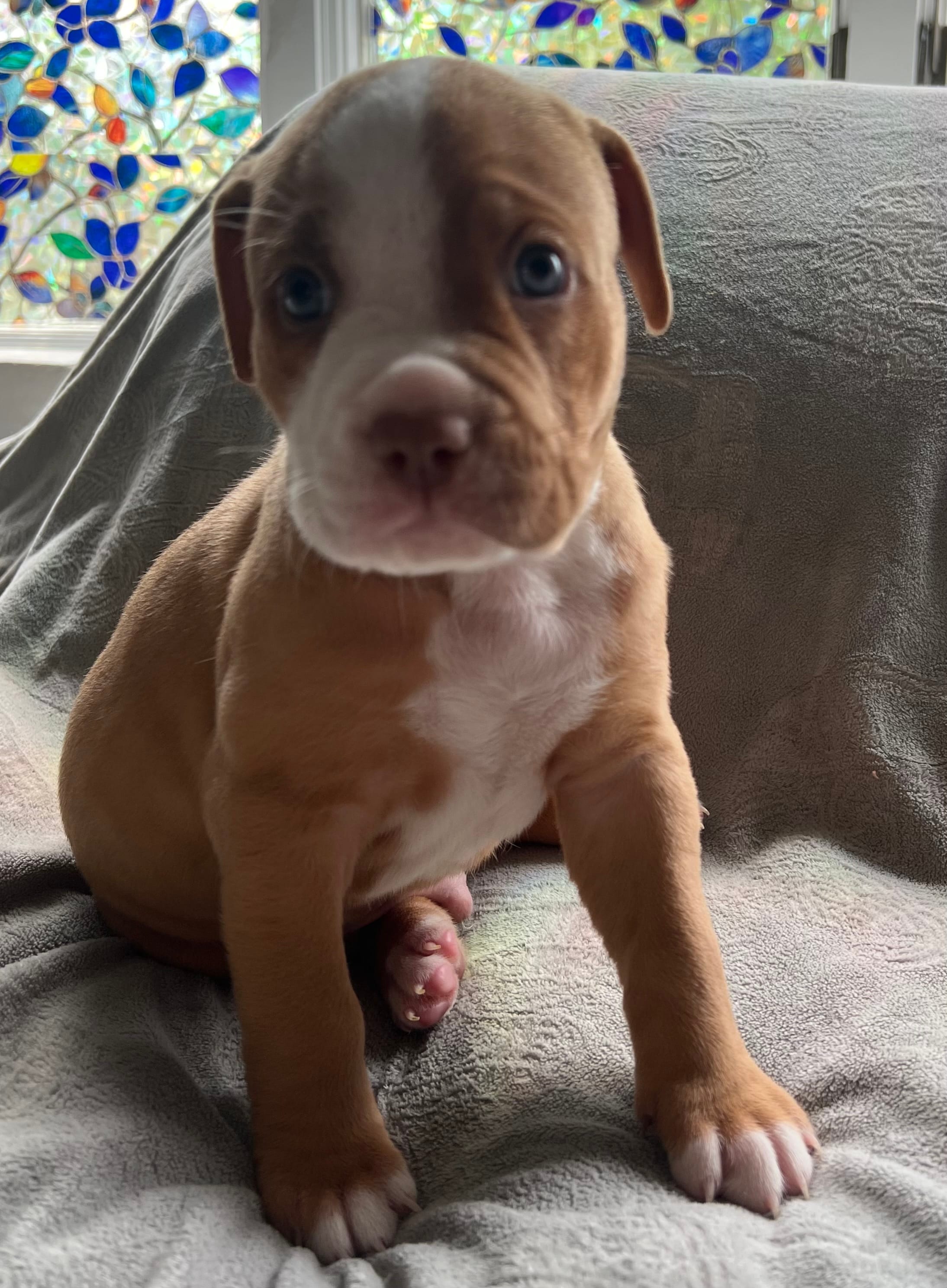 Carmelo  – American Staffordshire Terrier, American Pit Bull Terrier puppy for sale in Boston, MA