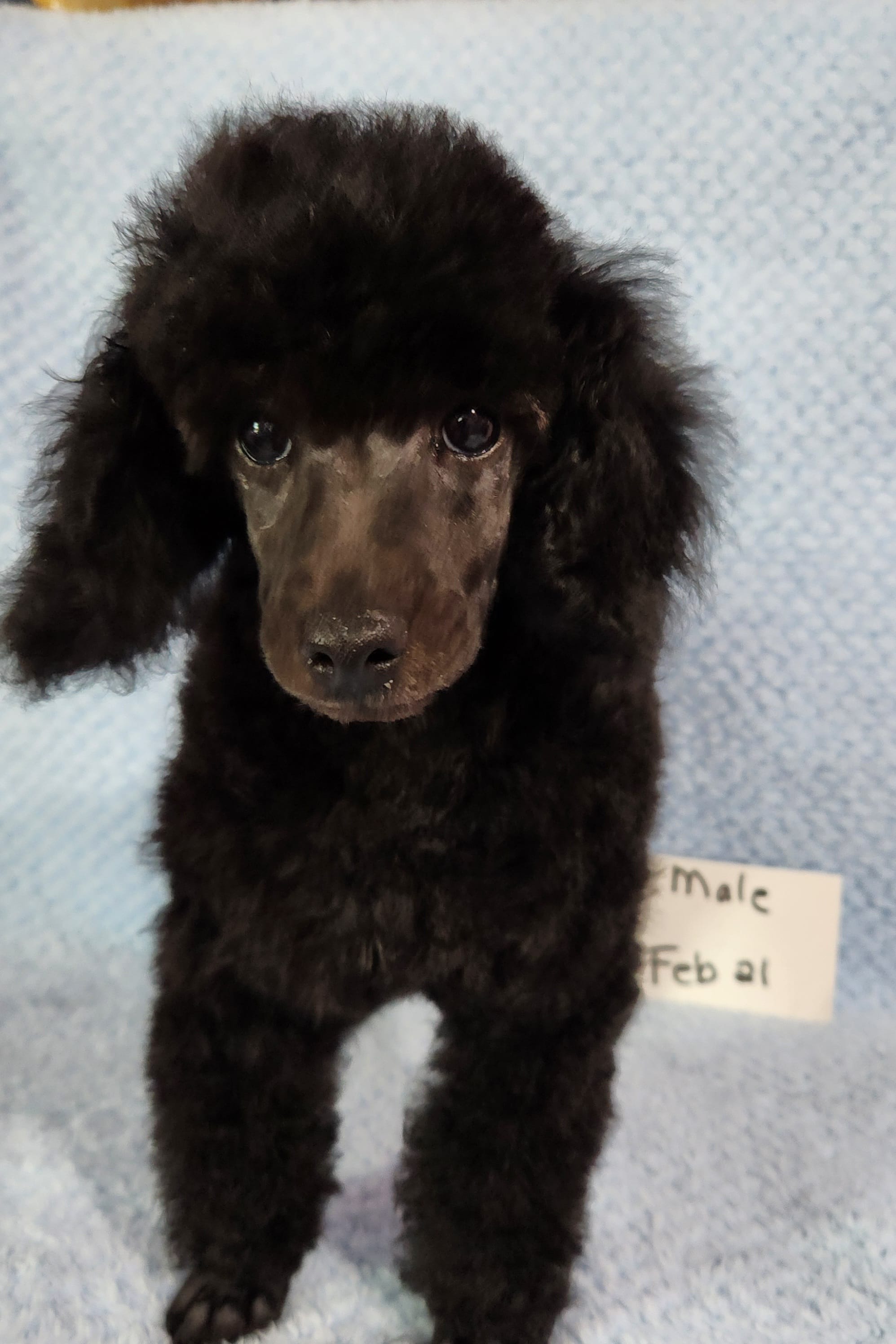 Toby – Poodle - Toy  puppy for sale in Hinckley, IL