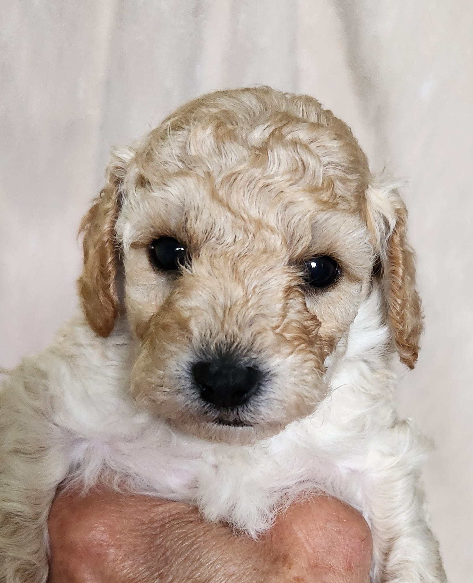 Buddy – Poodle - Toy  puppy for sale in Hinckley, IL