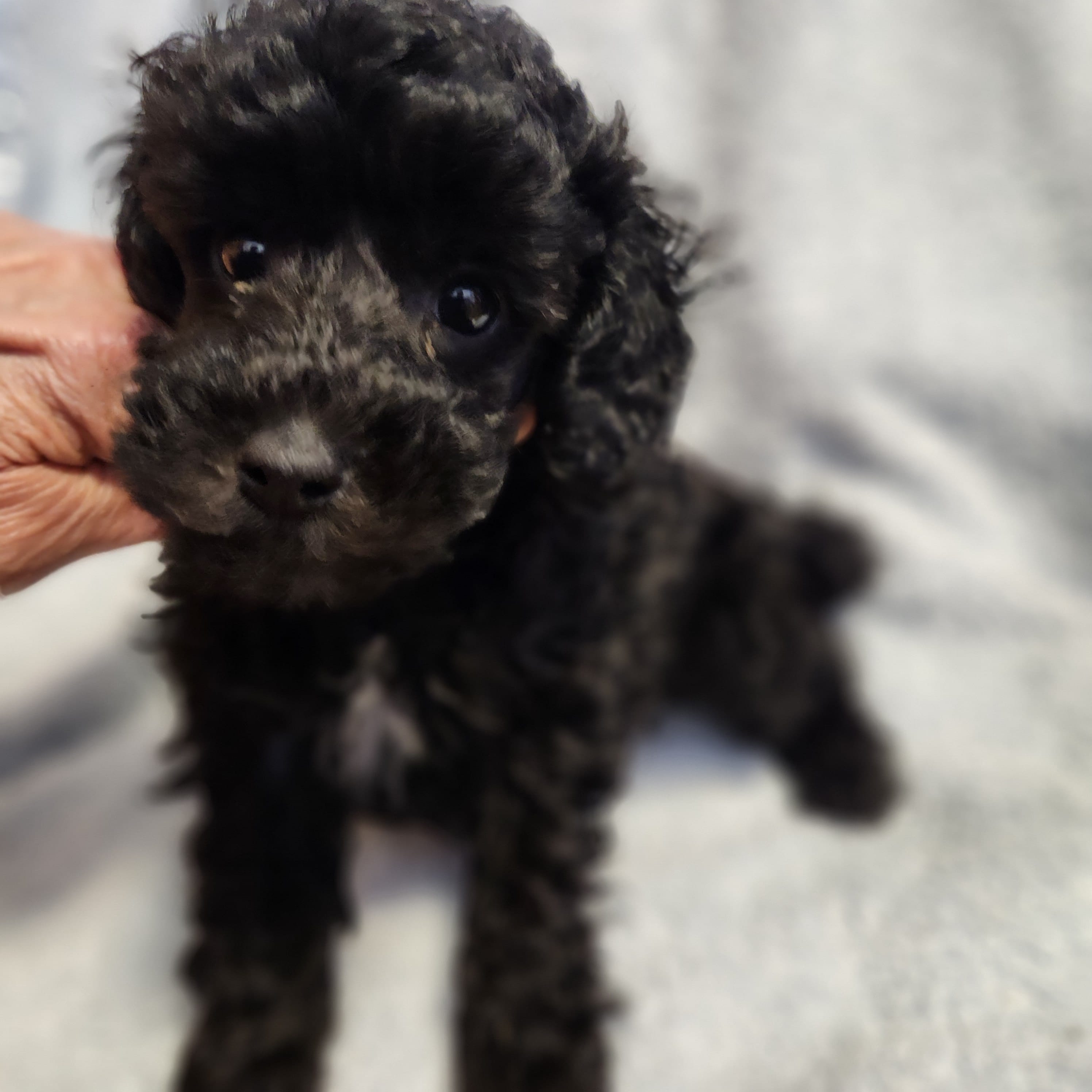 Timmy – Poodle - Miniature  puppy for sale in Hinckley, IL