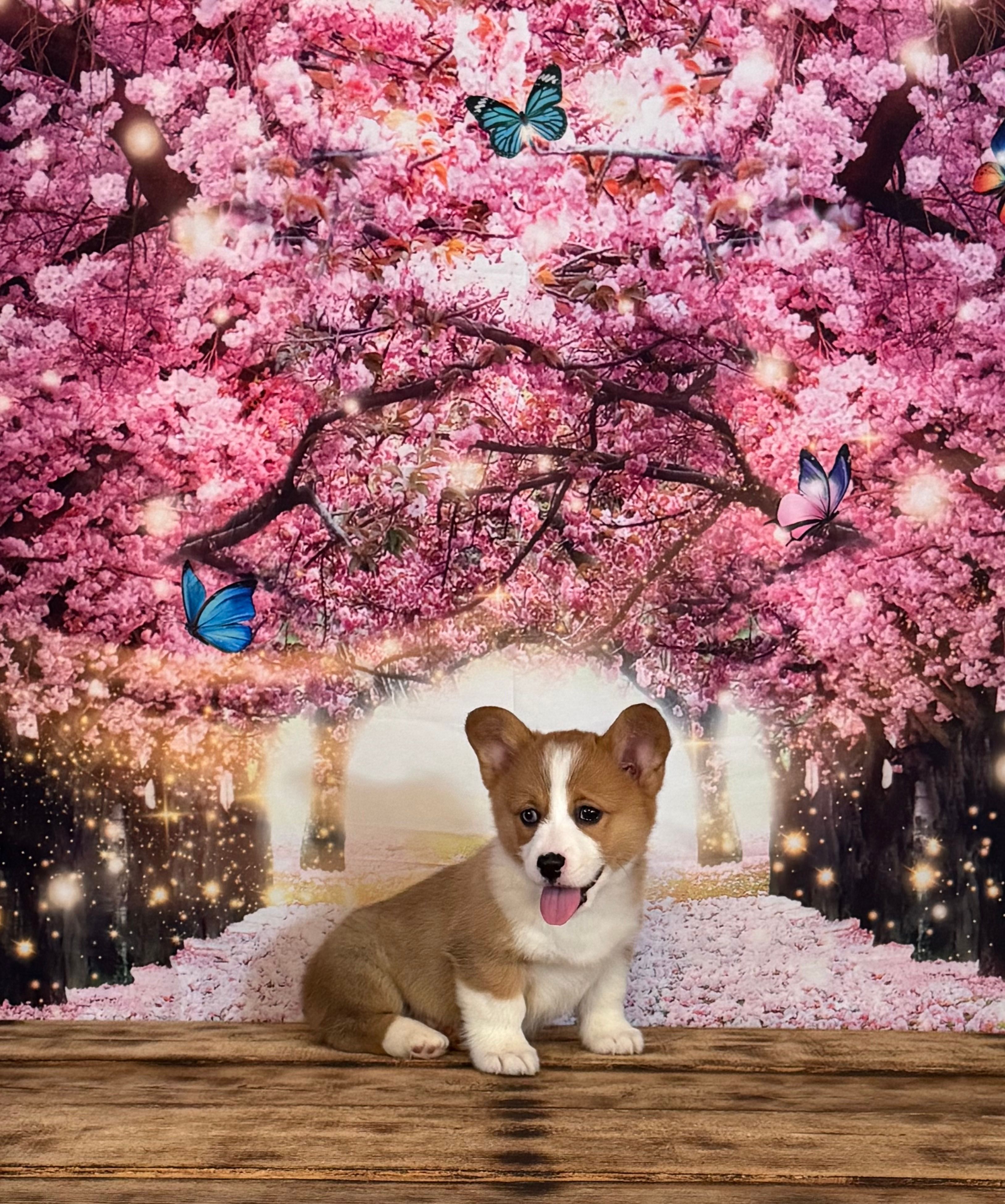 Milo – Pembroke Welsh Corgi puppy for sale in Burlington, MI