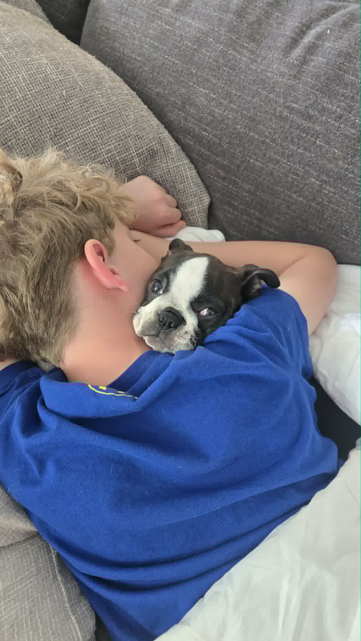 Pink Girl – Boston Terrier puppy for sale in Graham, WA