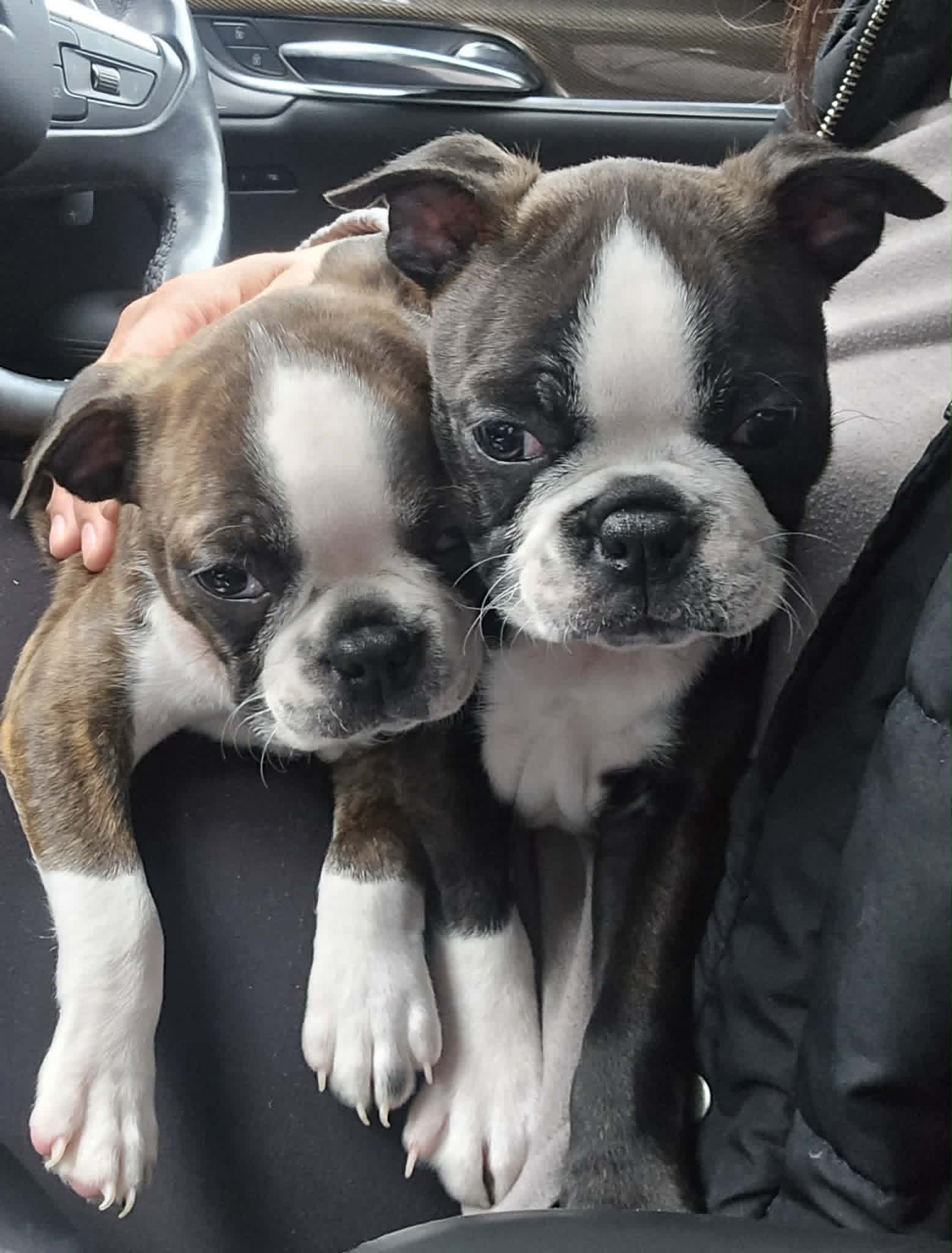 Pink Girl – Boston Terrier puppy for sale in Graham, WA