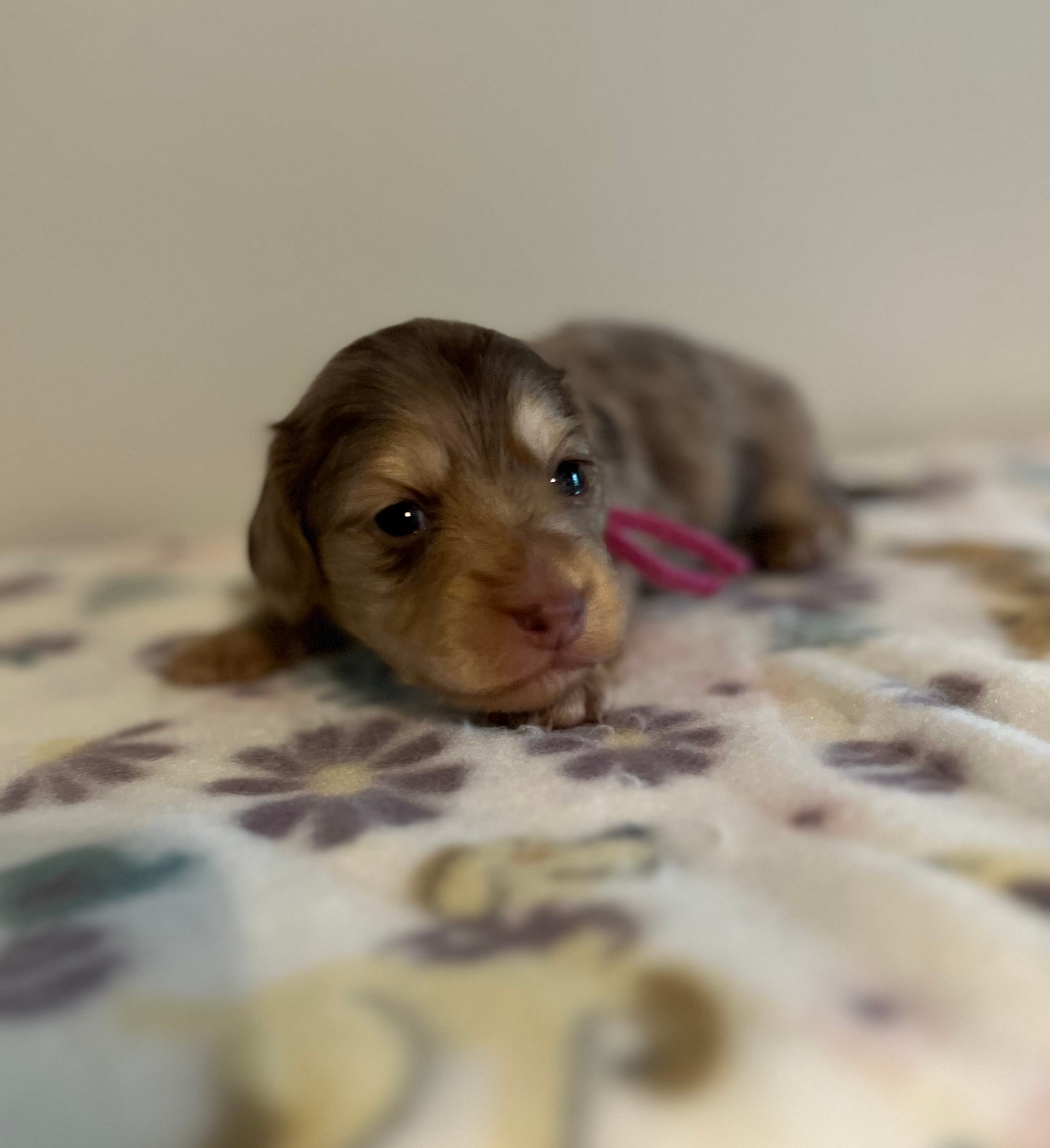 Beth – Miniature Dachshund puppy for sale in McEwen, TN