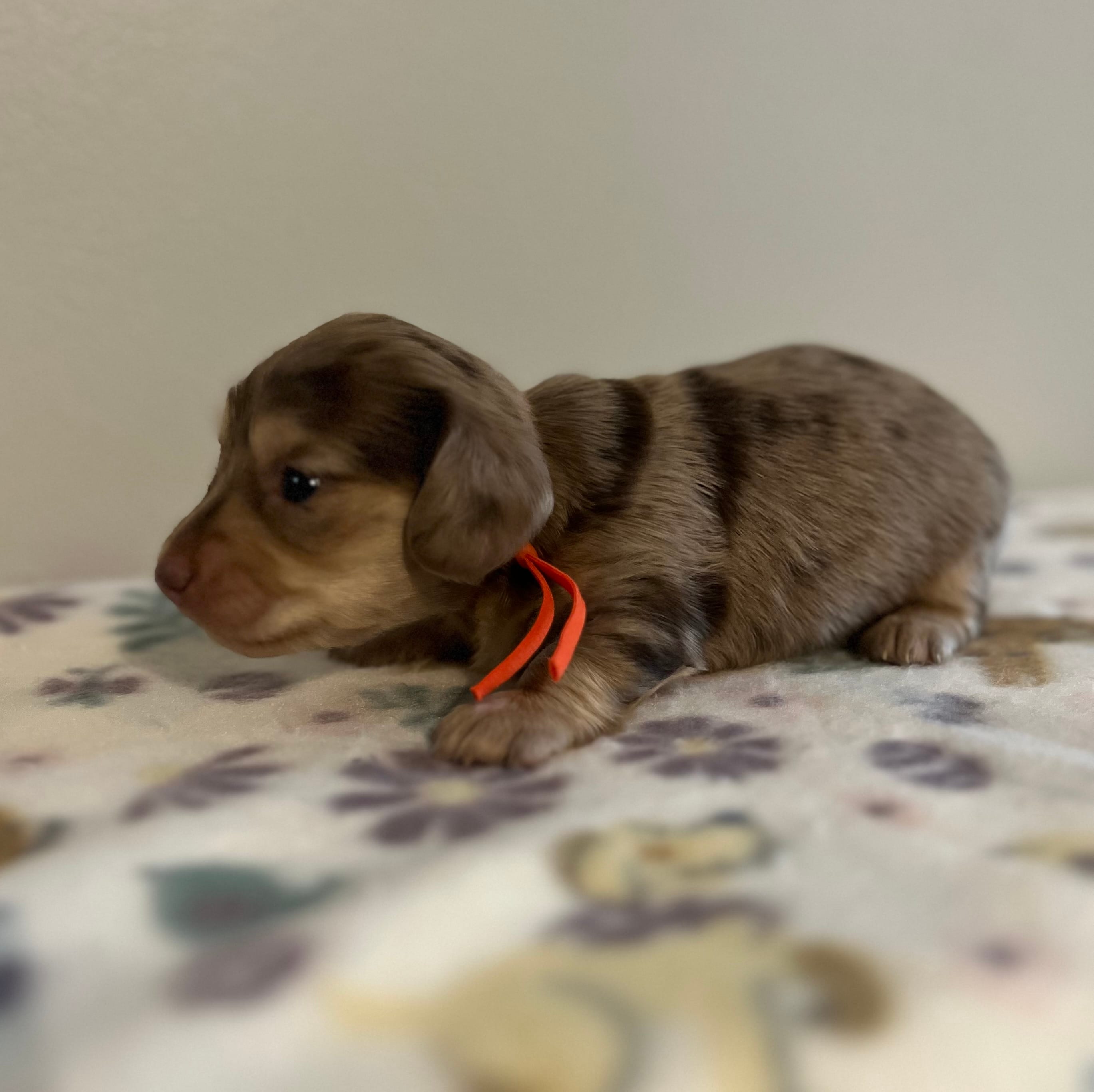 Kayce – Miniature Dachshund puppy for sale in McEwen, TN